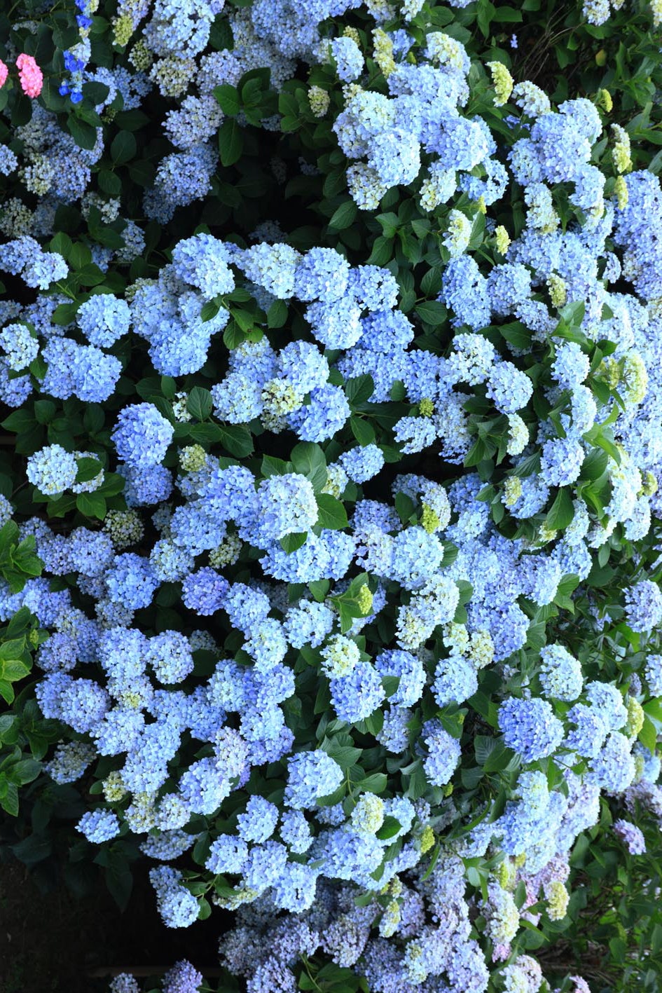 青いあじさいの花が密集して咲く様子