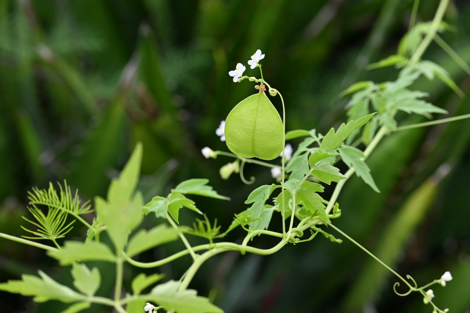 Photo d'un fruit vert et de petites fleurs blanches sur une plante grimpante