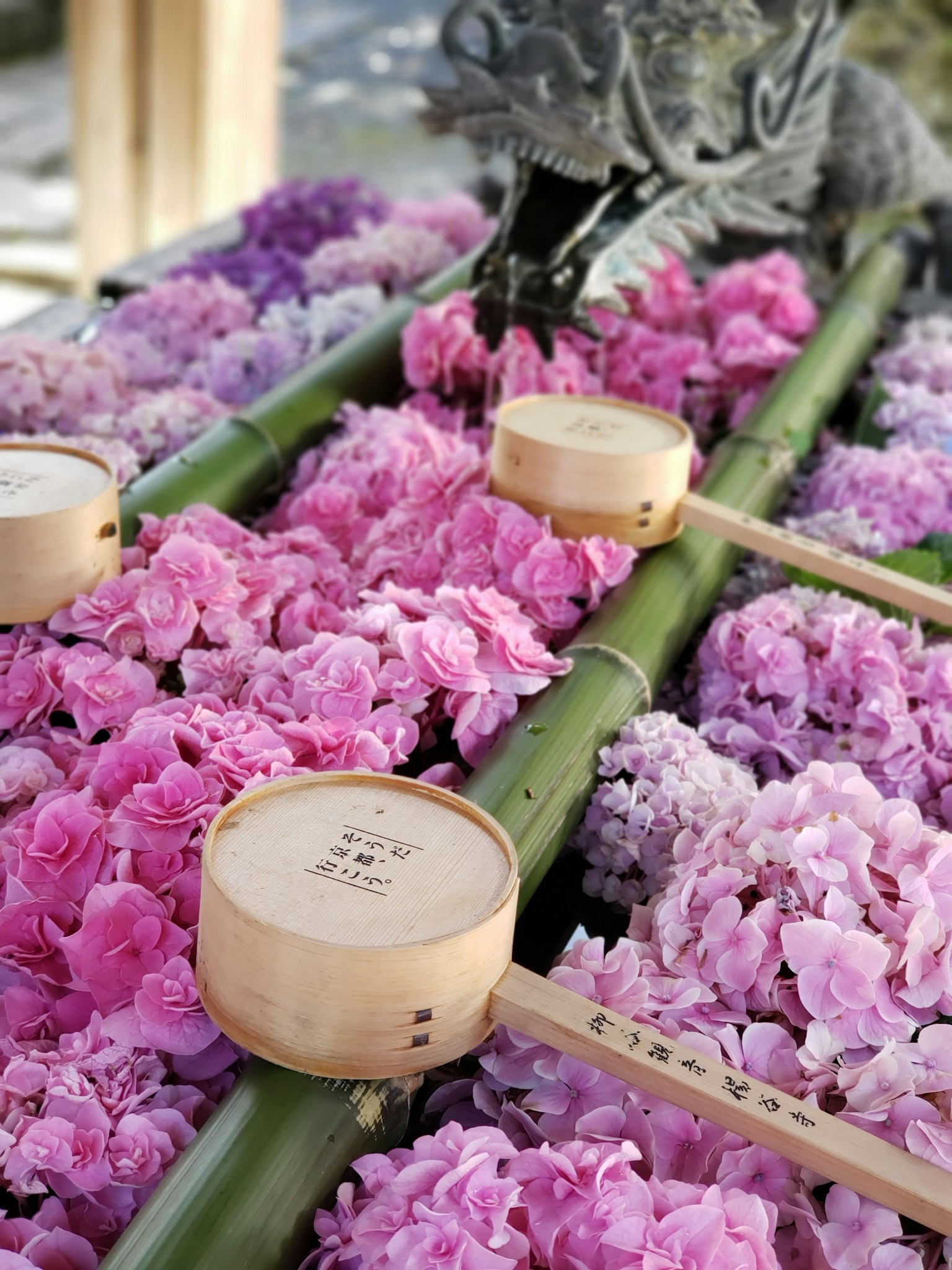 Una característica serena del jardín japonés con bambú y flores rosas