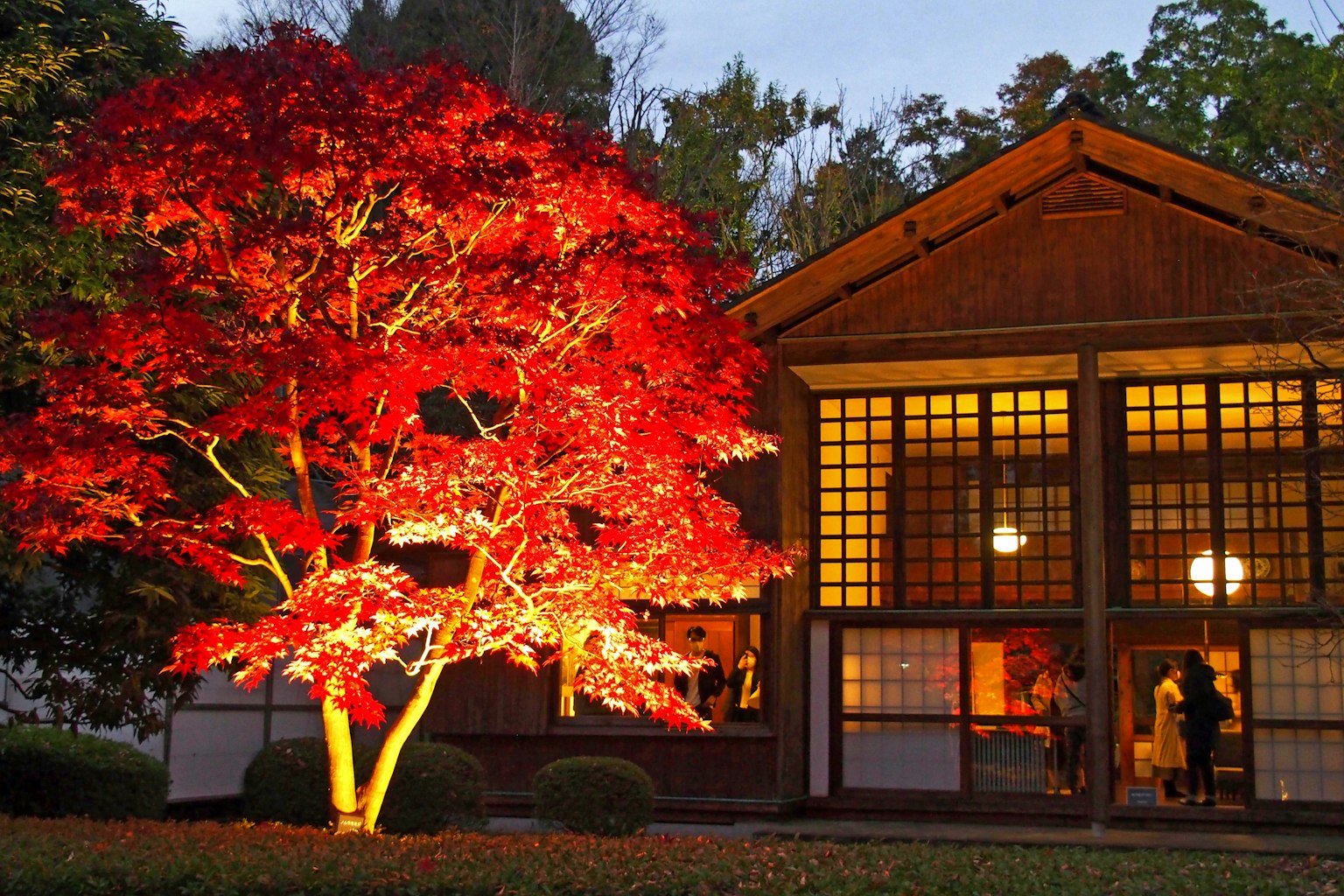 Albero di acero rosso illuminato accanto a una casa giapponese tradizionale di notte