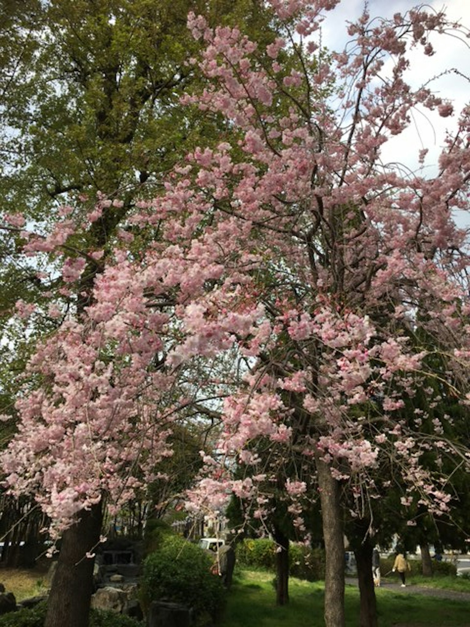 Alberi di ciliegio in piena fioritura con fiori rosa