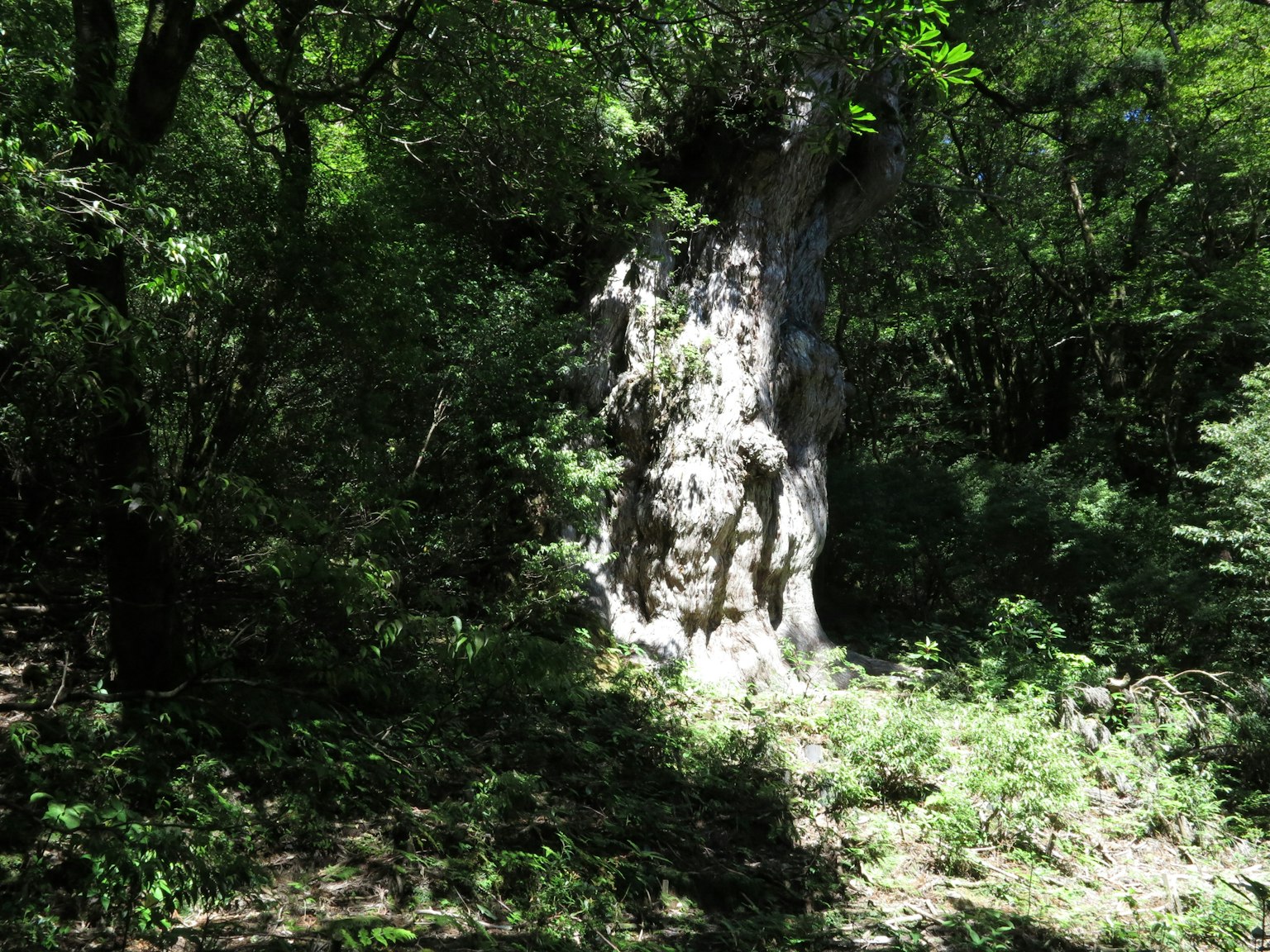 Un tronco de árbol antiguo rodeado de vegetación exuberante en un bosque