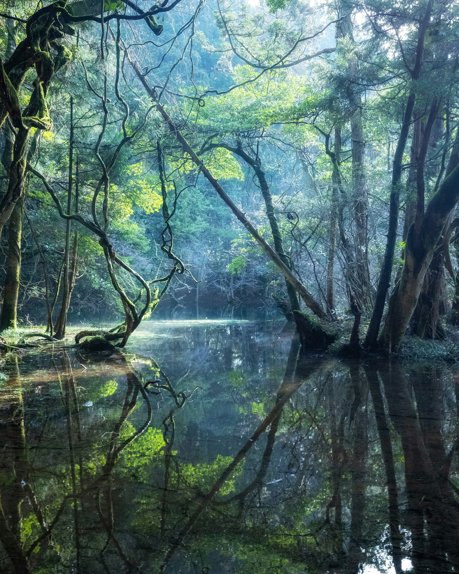 Paisaje forestal sereno con árboles verdes exuberantes reflejados en agua tranquila