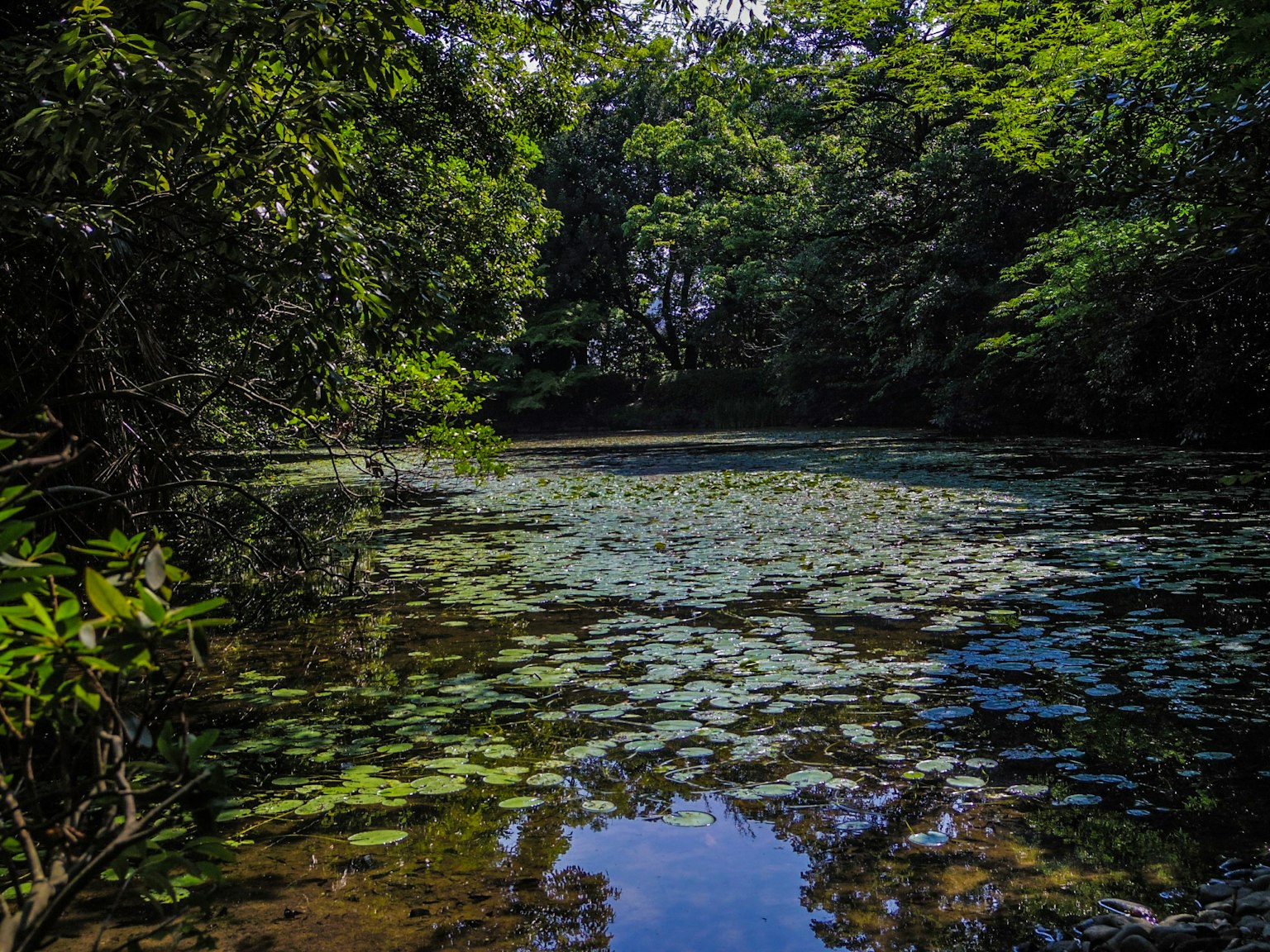 Stagno sereno con ninfee e alberi verdi circostanti