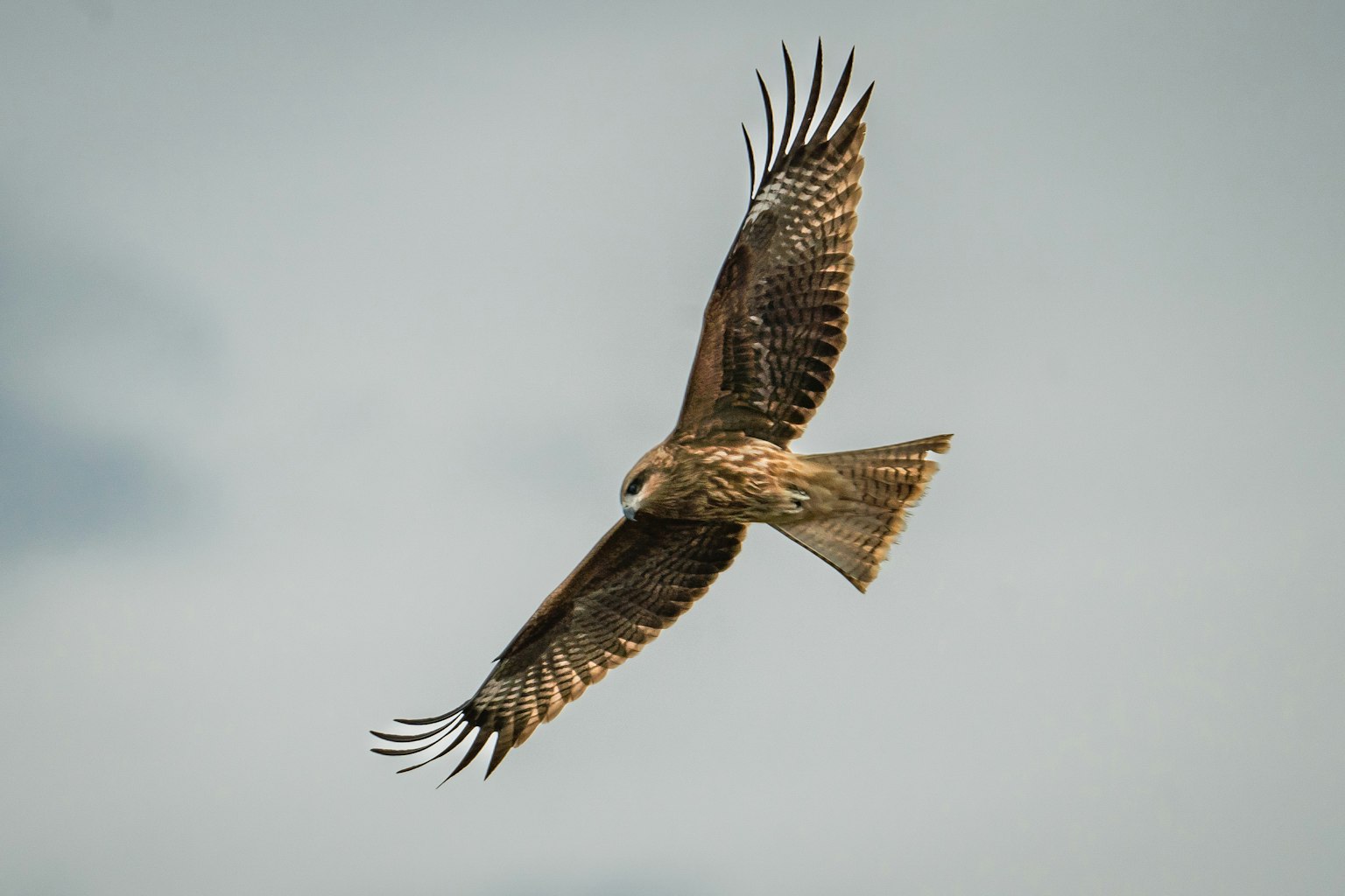 Image d'un faucon volant dans le ciel montrant en détail ses ailes