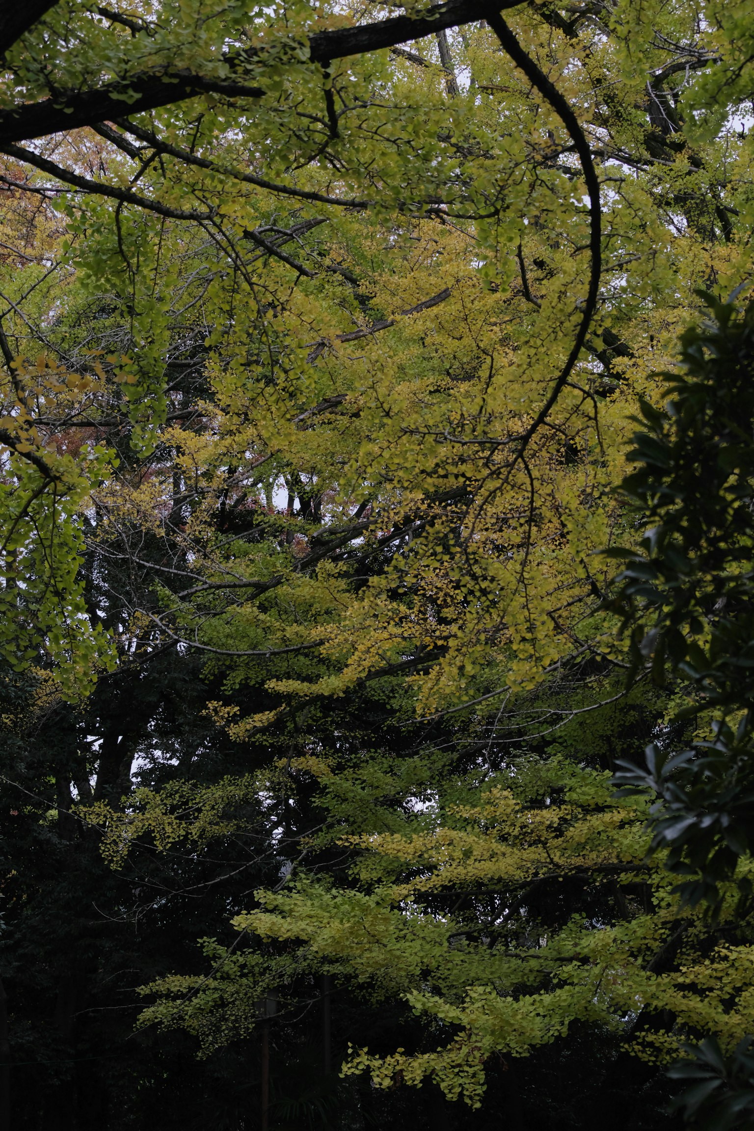 Scenic view of autumn foliage with yellow leaves