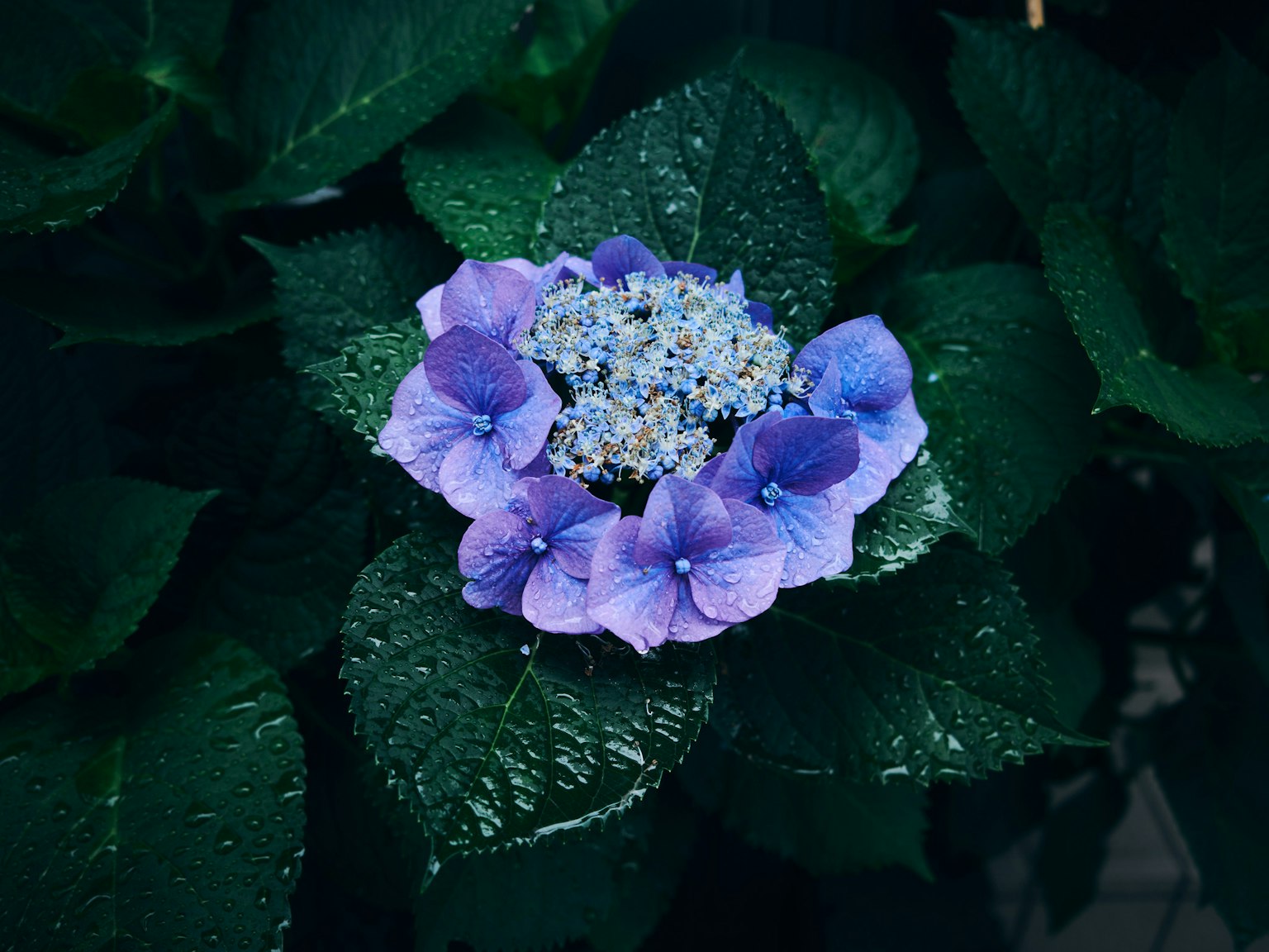Eine Gruppe von blau-lila Blumen umgeben von grünen Blättern