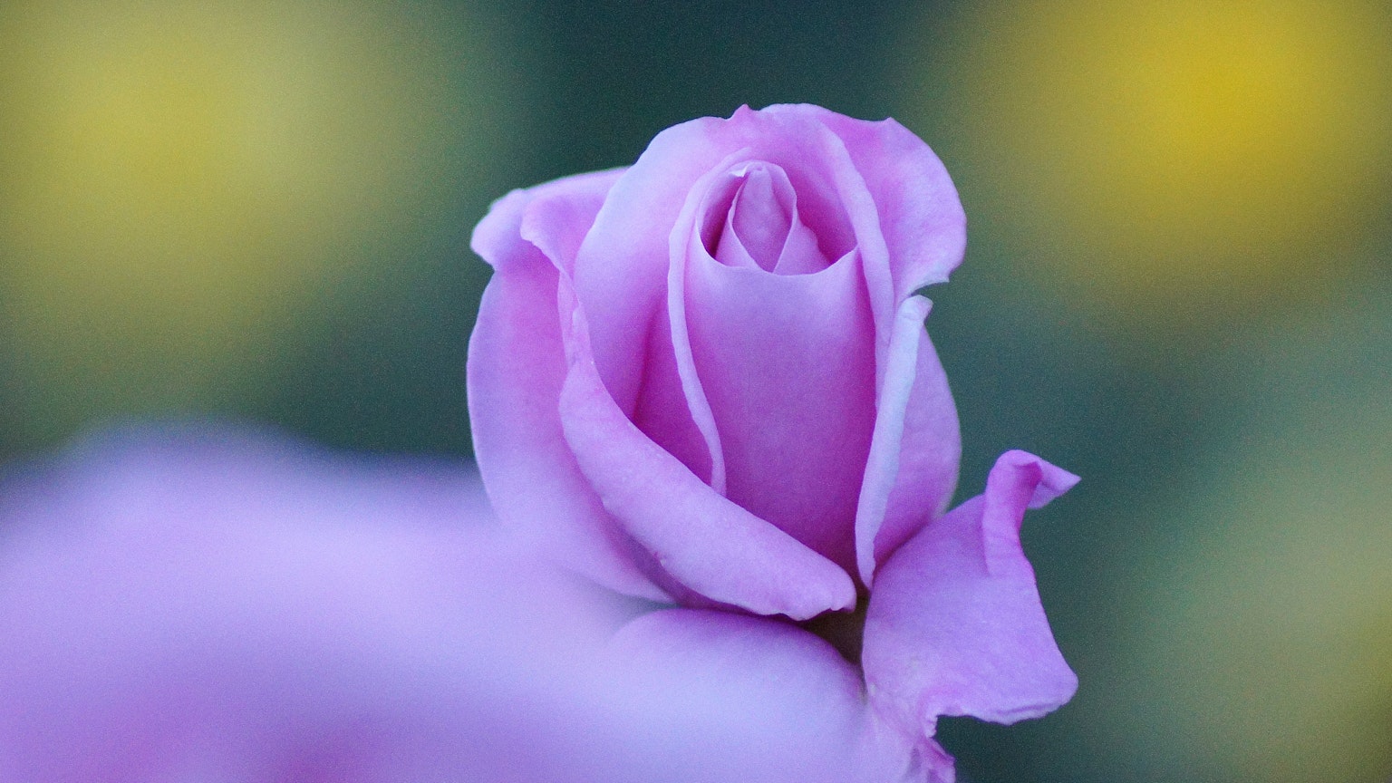 Primer plano de una rosa púrpura pálida con un fondo colorido desenfocado