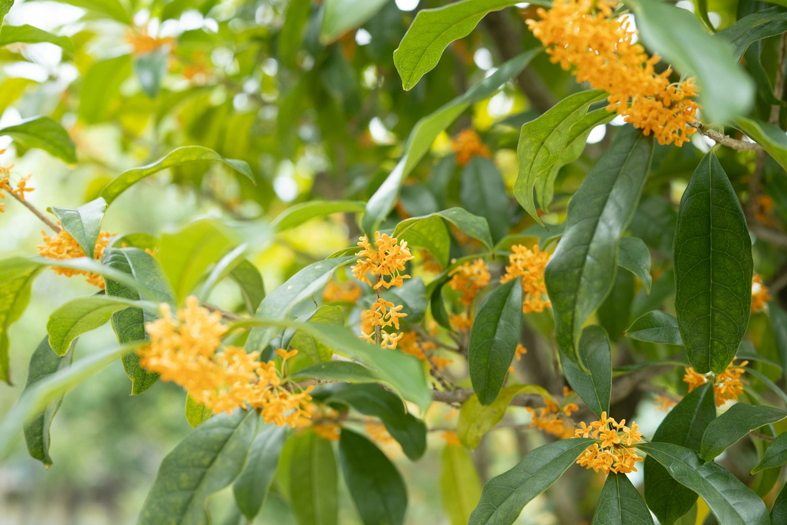 Branch of fragrant osmanthus flowers with green leaves