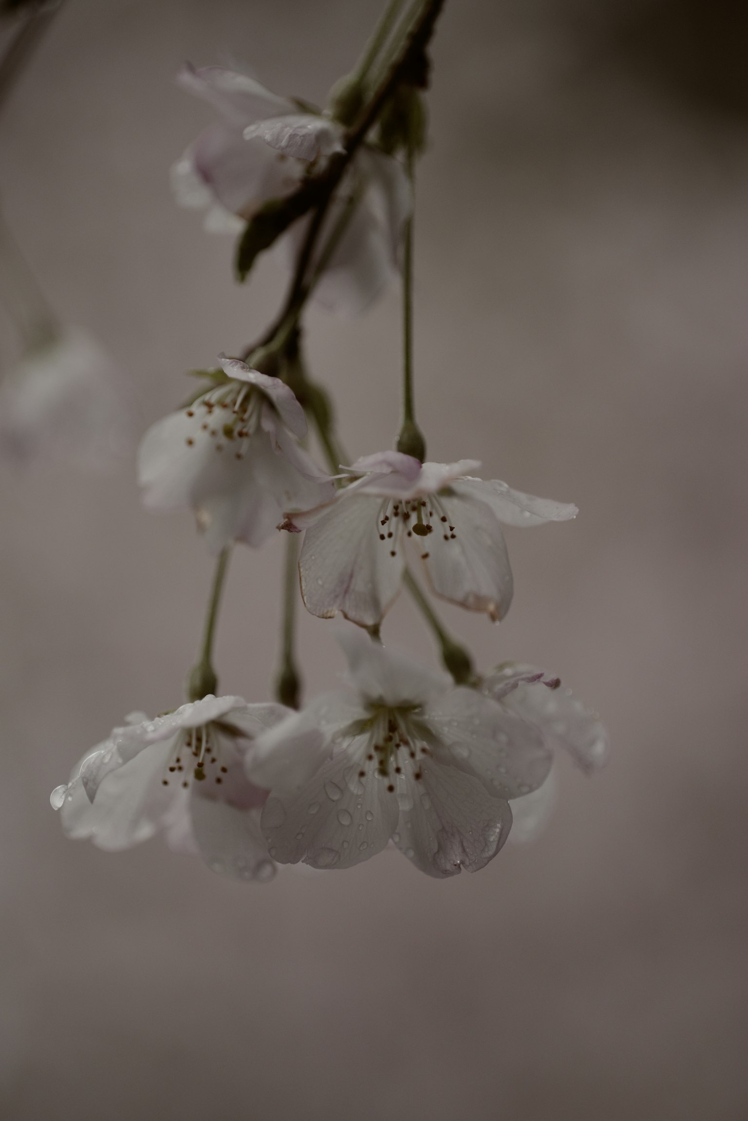 Un groupe de fleurs de cerisier suspendues sur un fond atténué