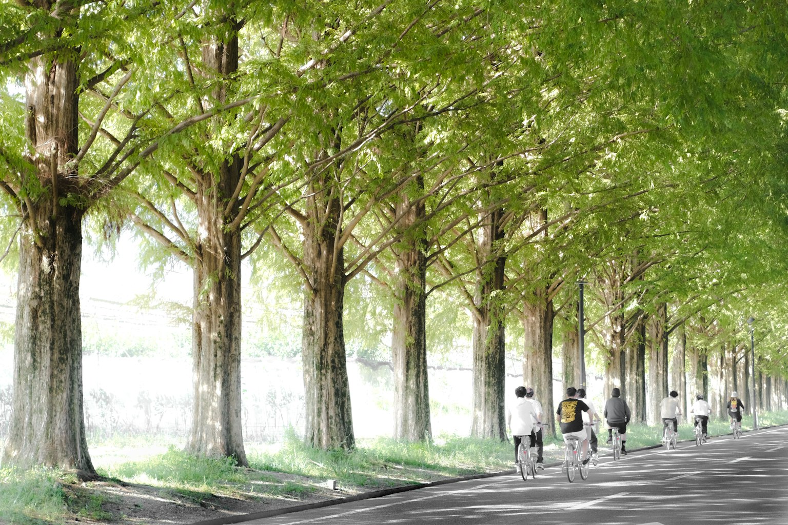 A scenic pathway lined with green trees and people walking
