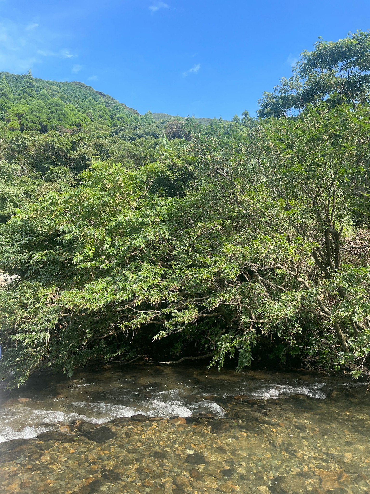 清澈溪流的风景，四周环绕着郁郁葱葱的绿色树木和蓝天