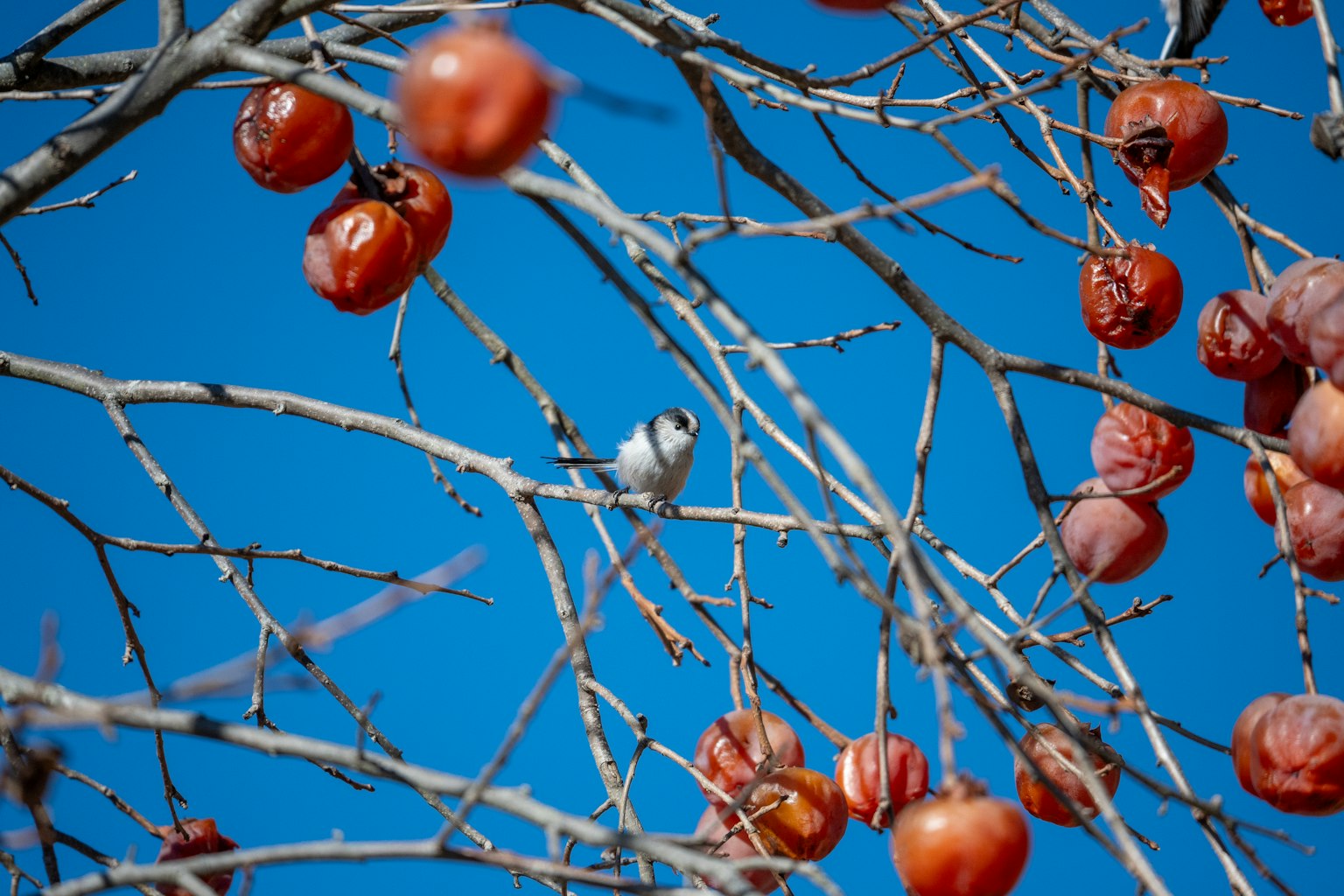 A white bird perched among red fruits on branches against a blue sky