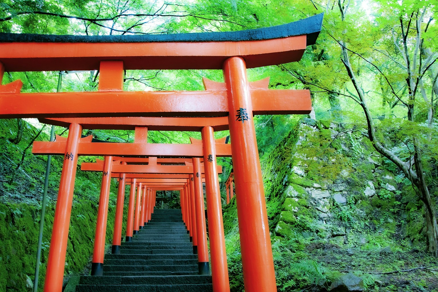Rote Torii-Tore, die zu einer Steintreppe führen, umgeben von üppigem grünem Laub