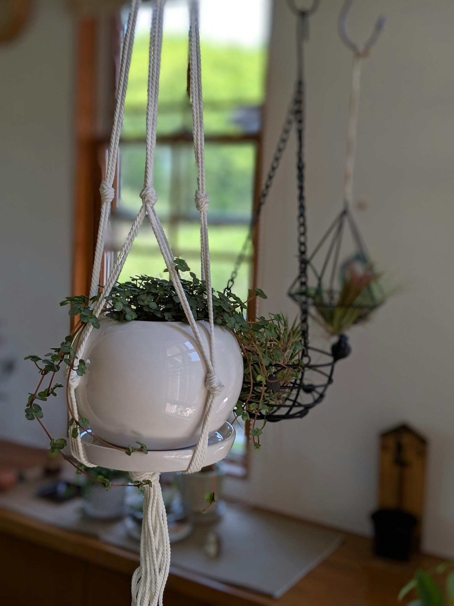 Plante suspendue dans un pot blanc près d'une fenêtre