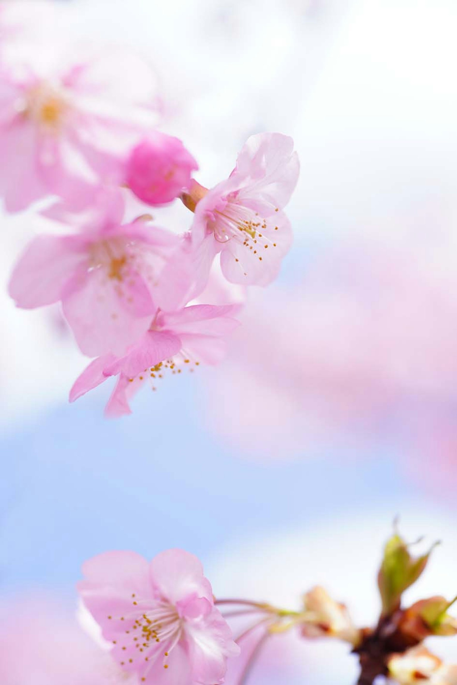 Beautiful cherry blossoms against a blue sky background