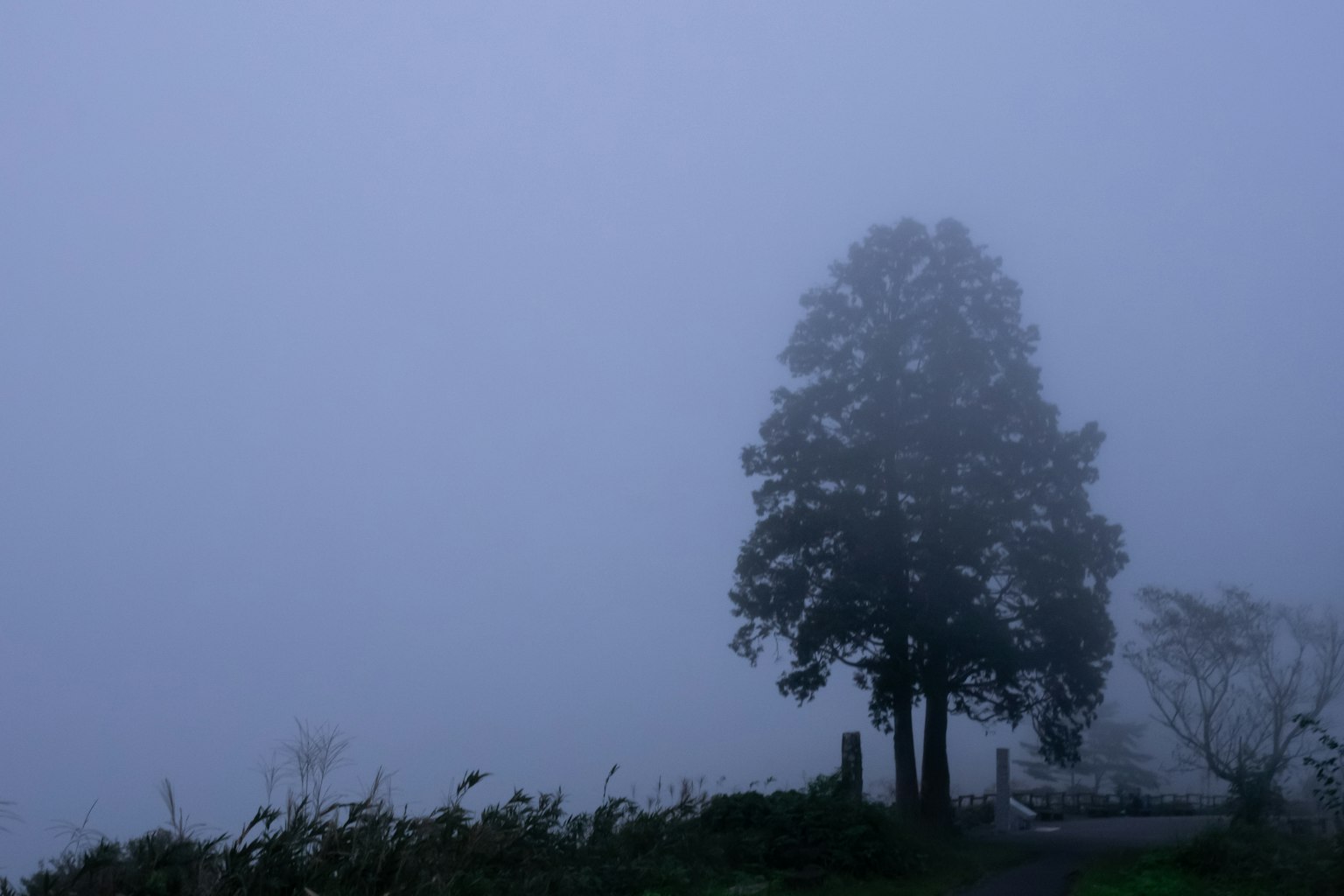 Silhouette di un albero in un paesaggio nebbioso