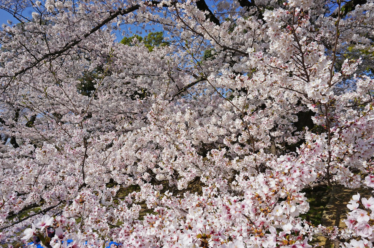 Bellissimo paesaggio di alberi di ciliegio in fiore