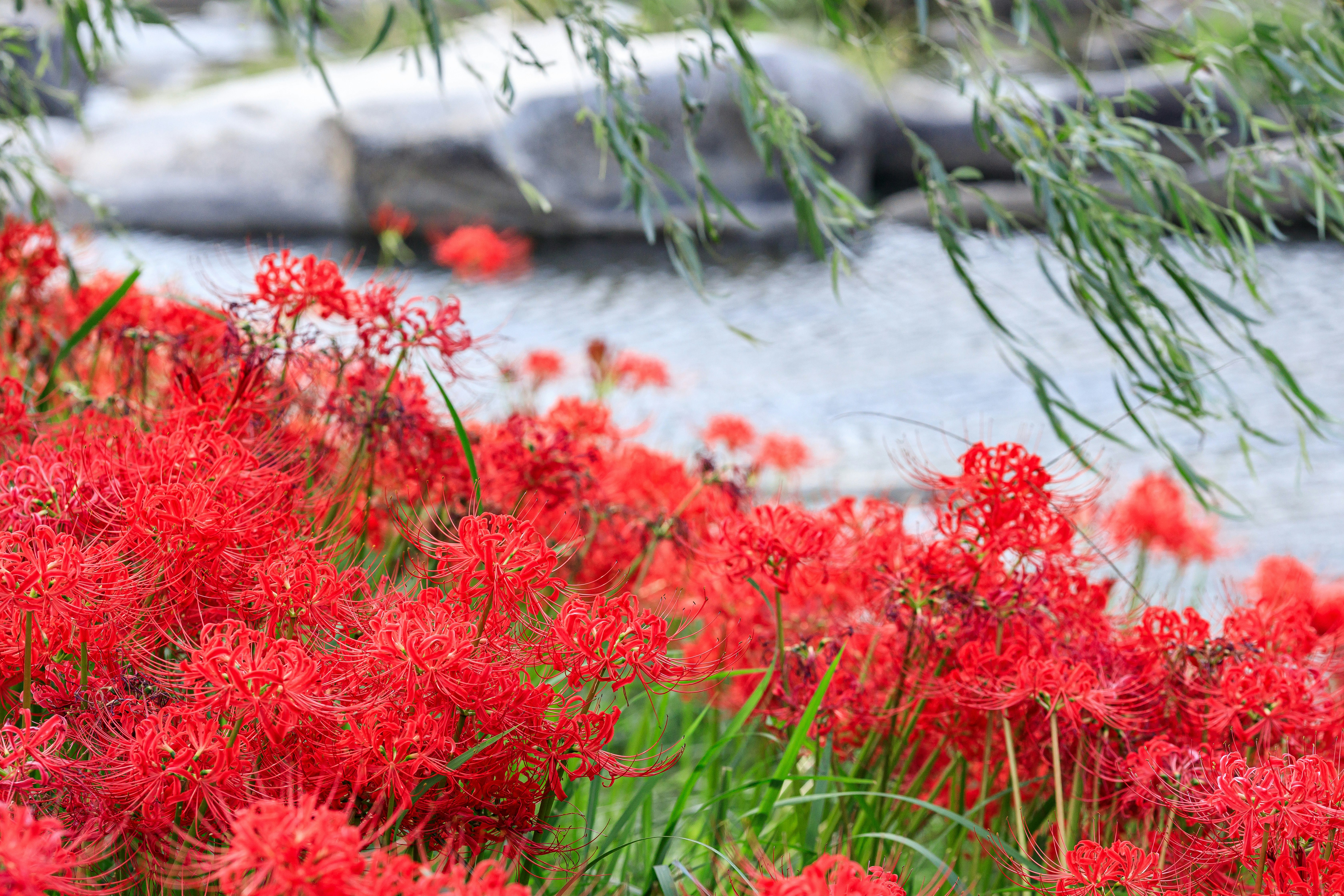 彼岸花（曼珠沙華）が群生する秋の花畑の風景