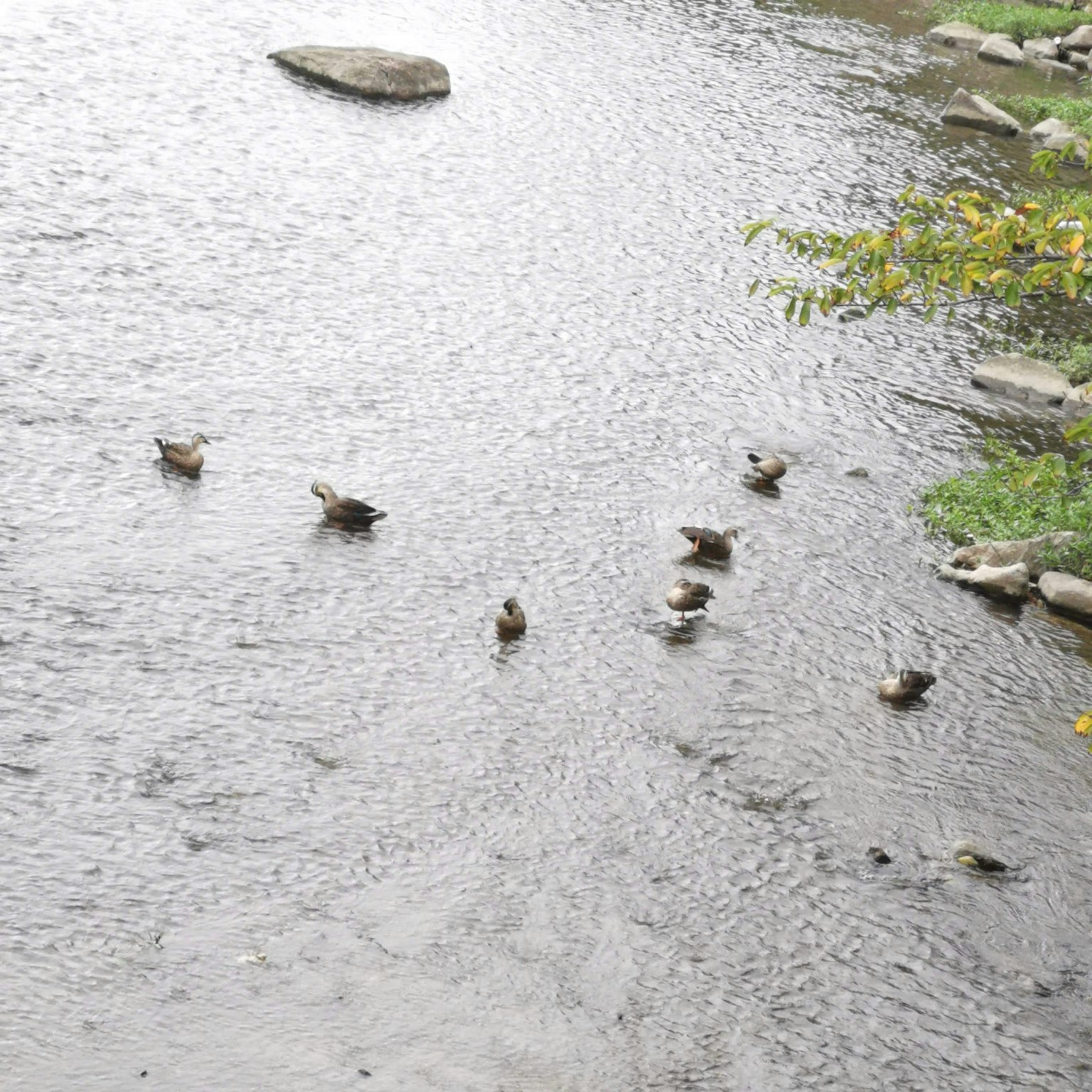Bebek yang berenang di sungai dengan batu