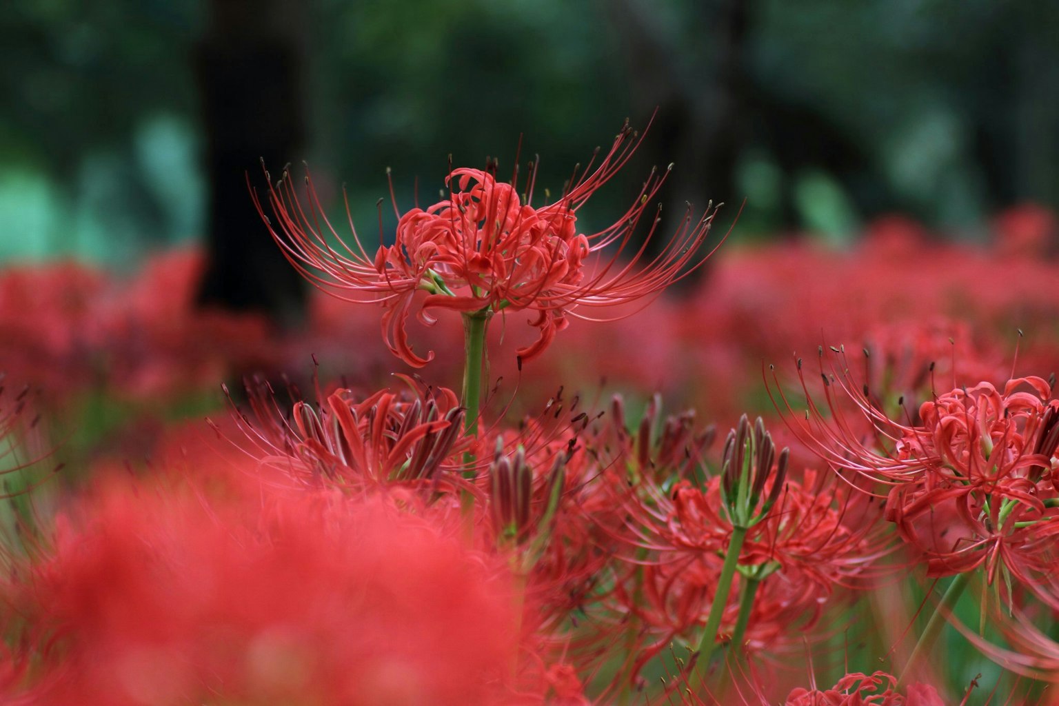 Lys araignée rouges vibrants dans un champ