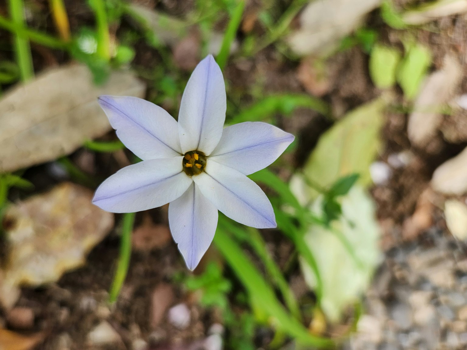 White flower blooming amidst green grass