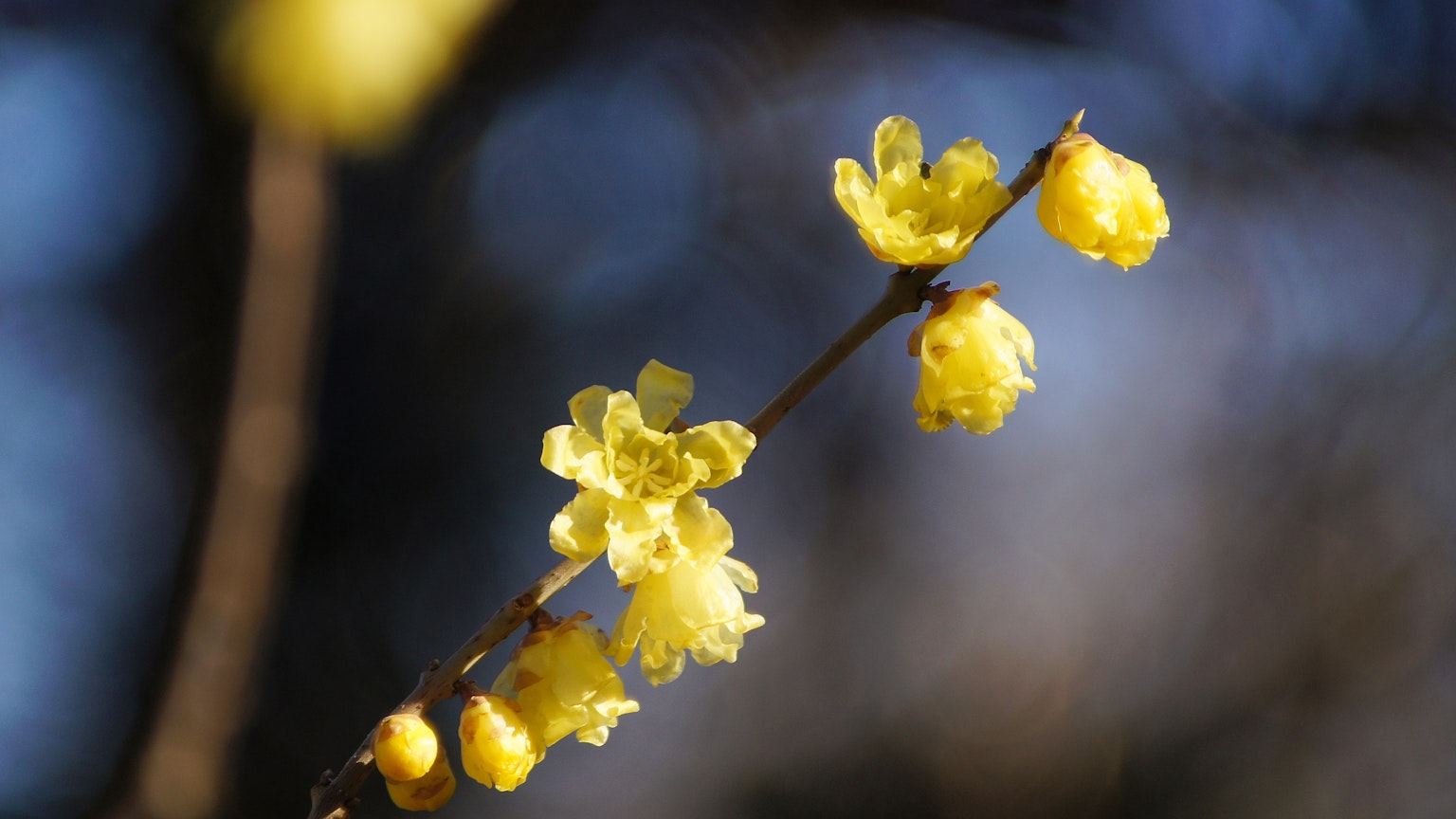 Close-up cabang tipis dengan bunga kuning mekar