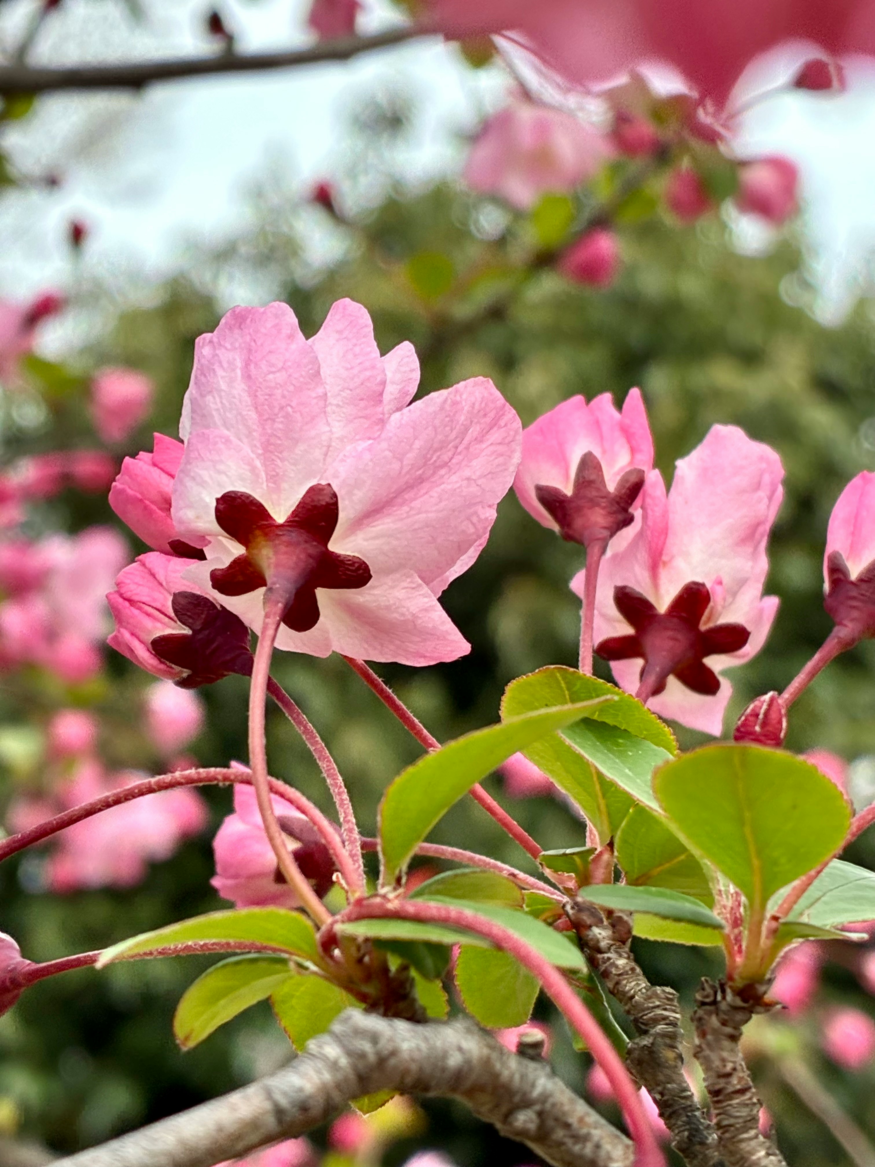 ピンクの花が咲く枝と葉のクローズアップ