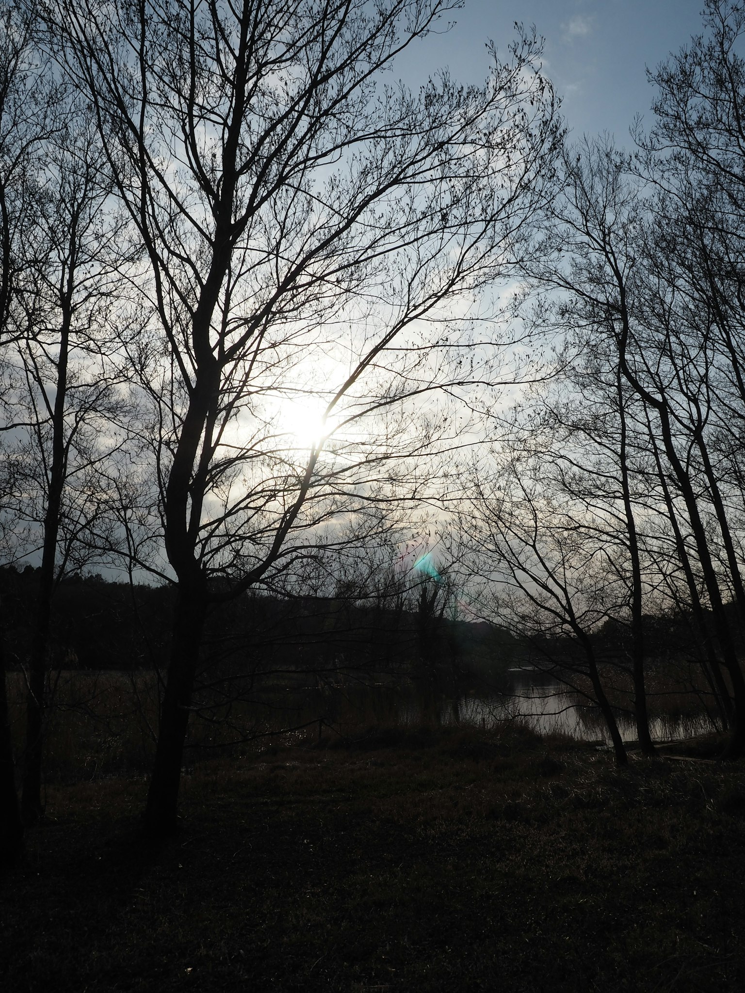 ต้นไม้ที่เป็นเงาอยู่ใต้ท้องฟ้าที่มืดครึ้มกับทะเลสาบในพื้นหลัง