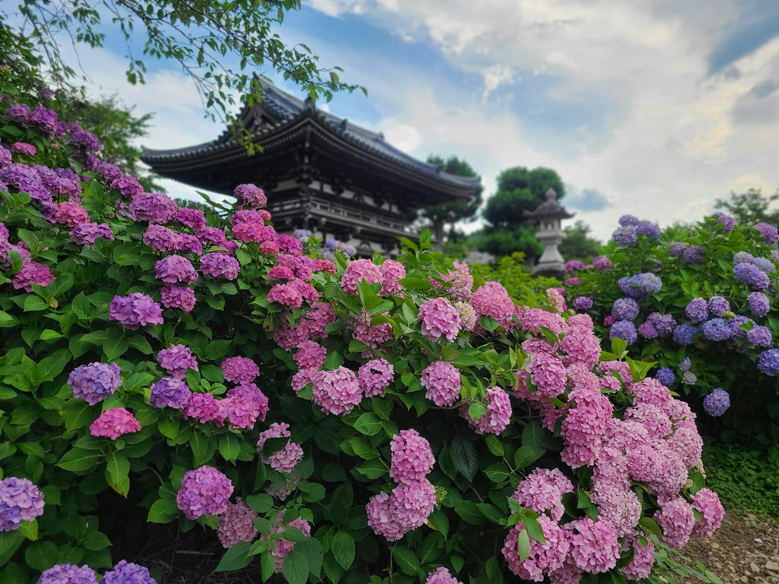 ดอกไฮเดรนเยียที่บานในสวนโดยมีอาคารแบบดั้งเดิมอยู่ด้านหลัง