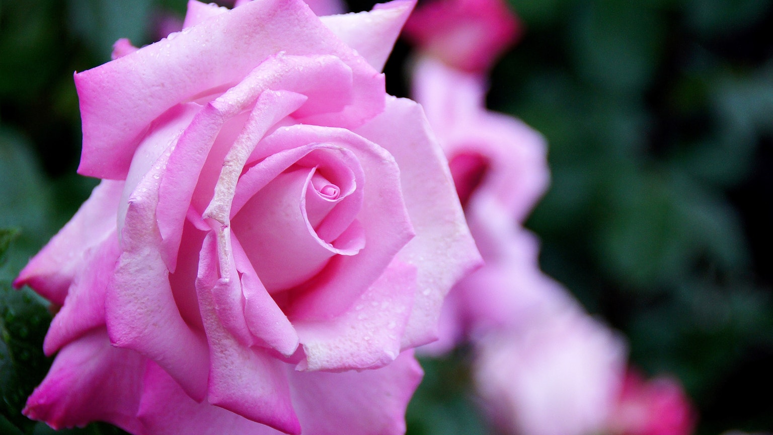 Eine schöne rosa Rose in Blüte