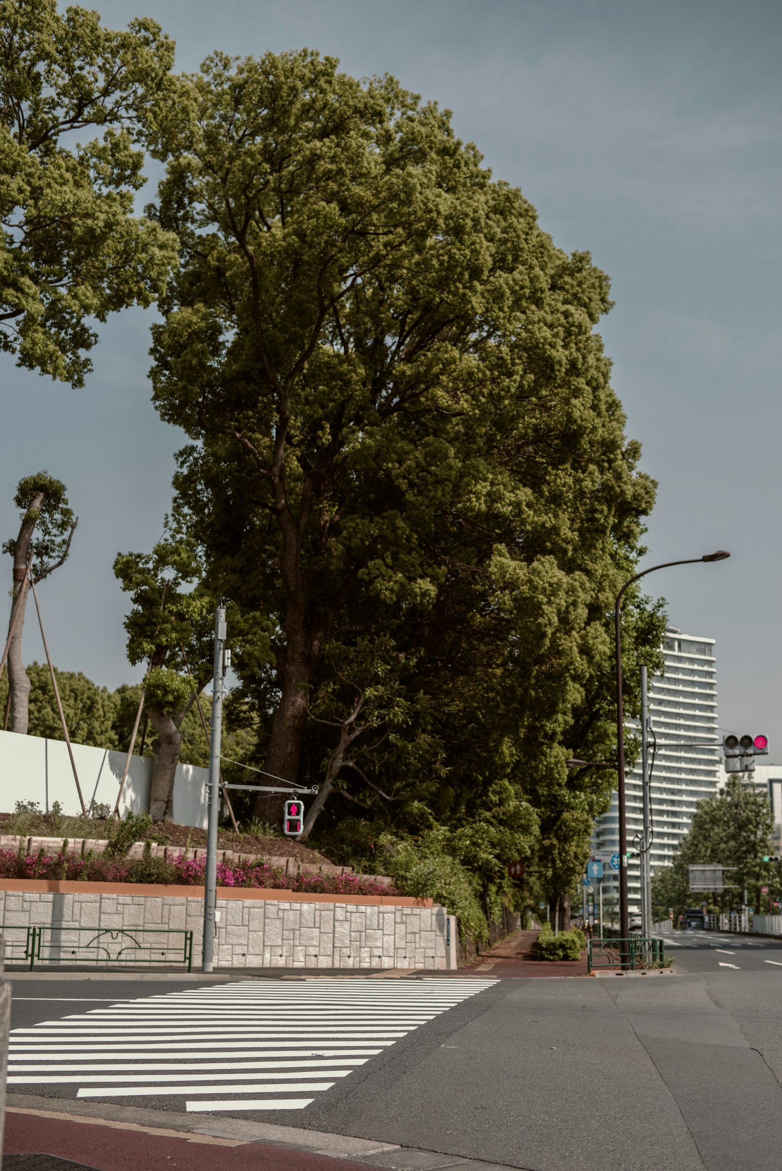 큰 나무와 횡단보도가 있는 도시 풍경
