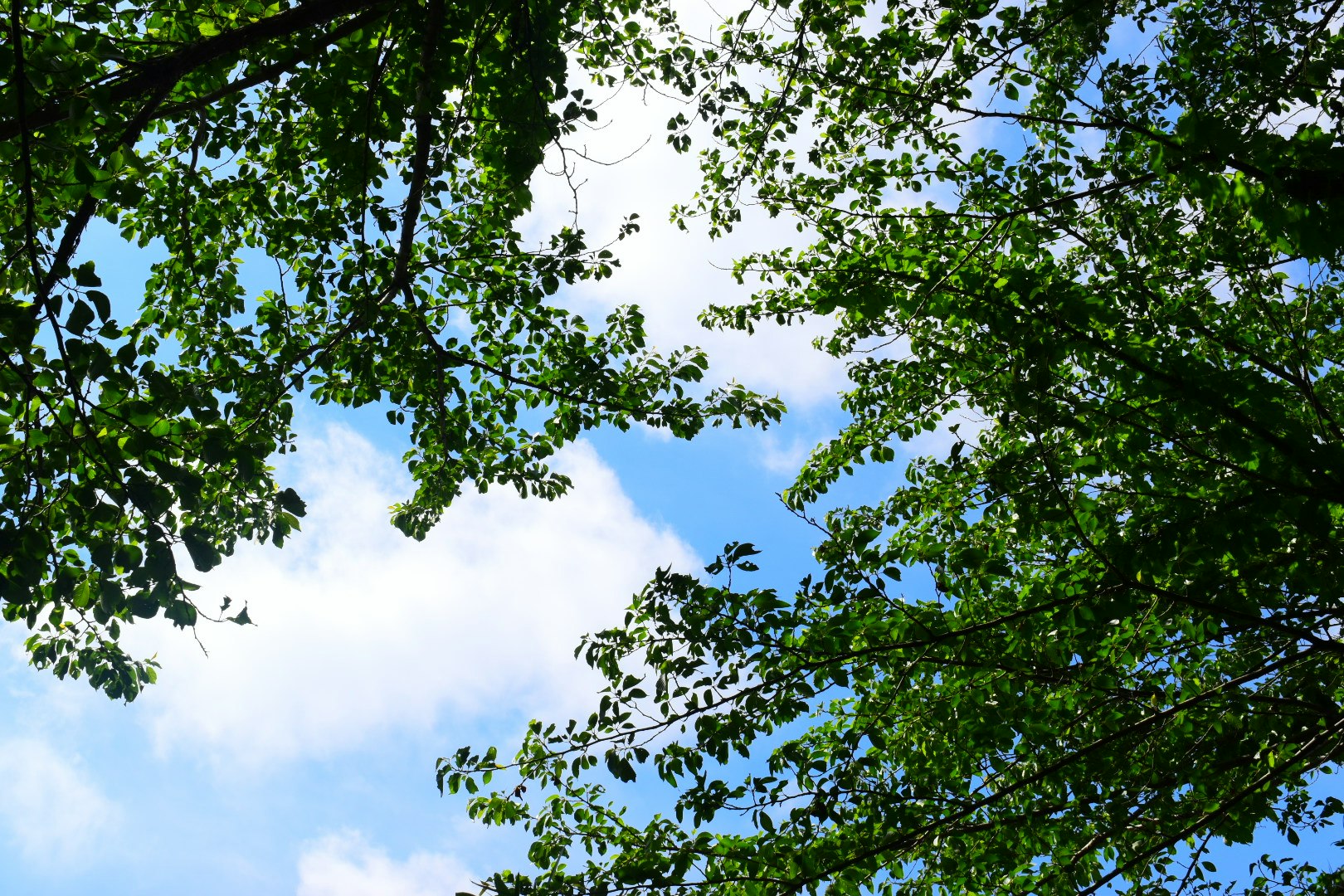 木々の隙間から覗く水色の青空