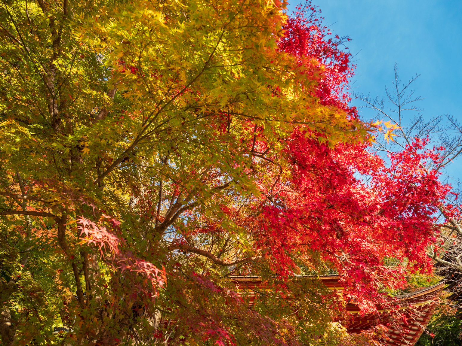 Lebendige Herbstbäume mit roten und gelben Blättern