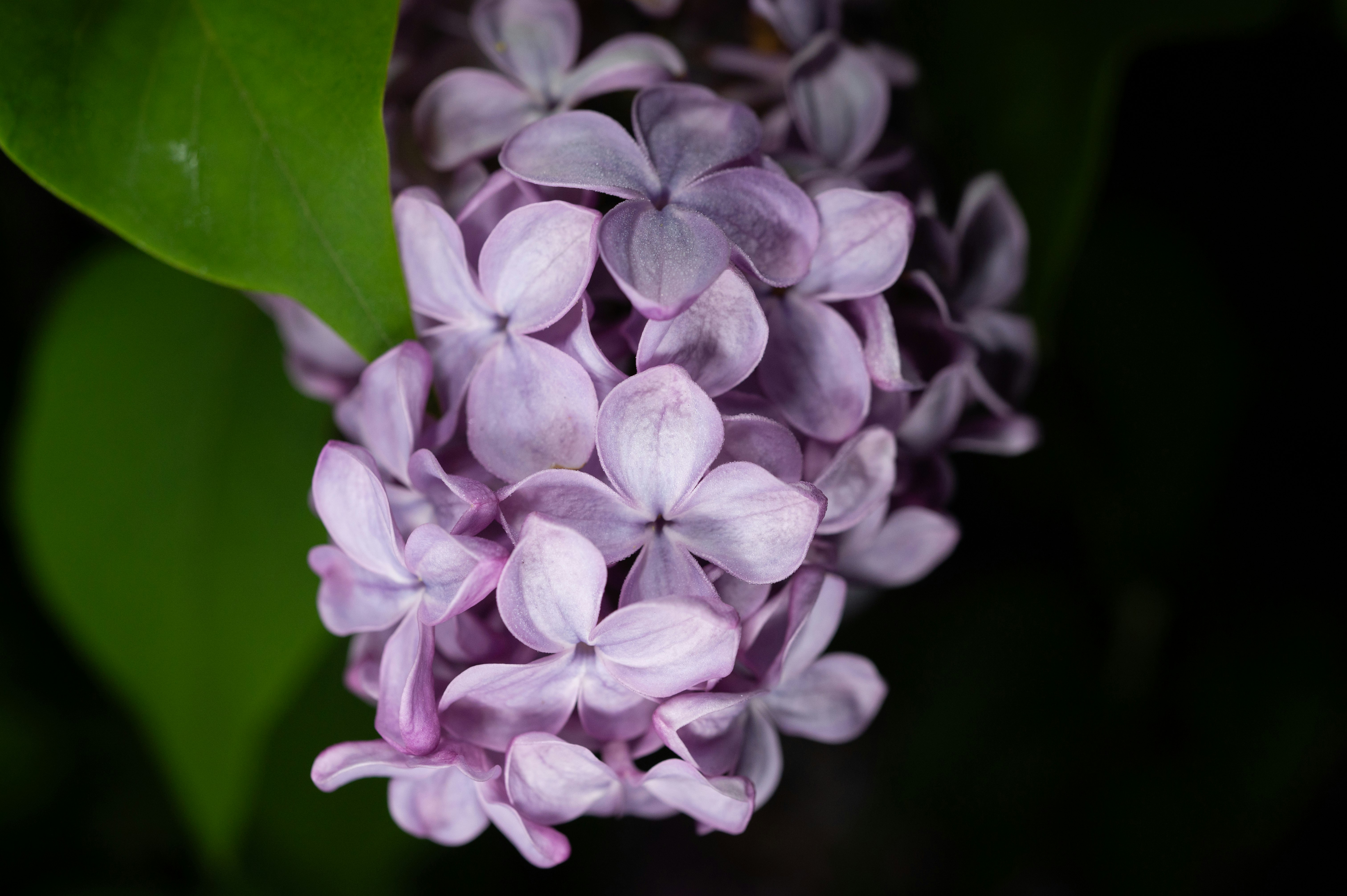 紫丁香花特寫