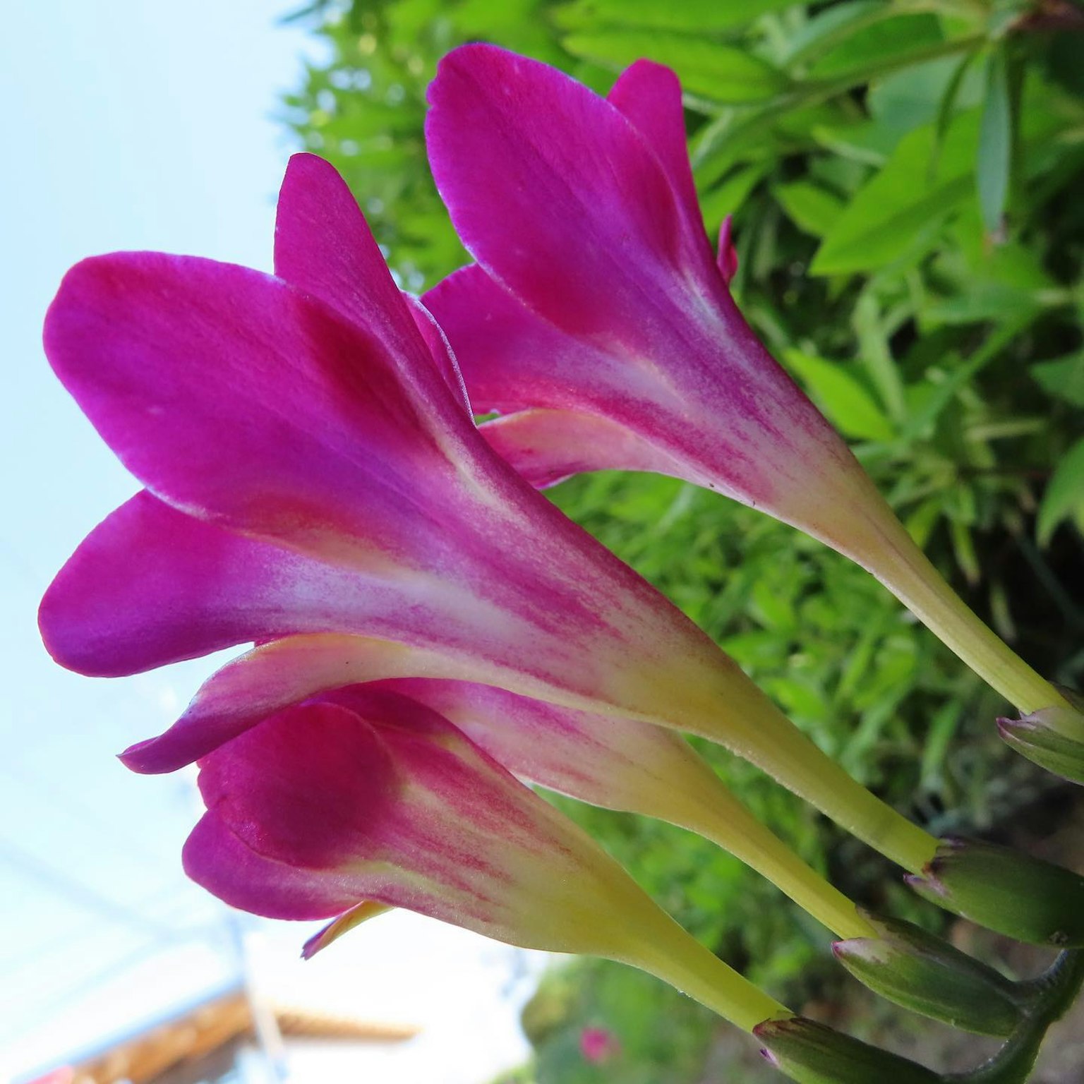 Cận cảnh hoa freesia màu hồng rực rỡ với cánh hoa mỏng manh