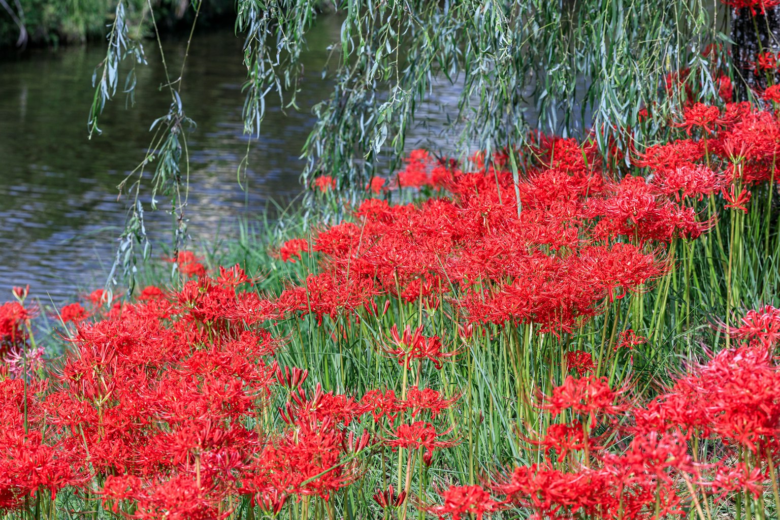 Ein Cluster roter Spinnenlilien entlang eines Flussufers mit grünem Gras