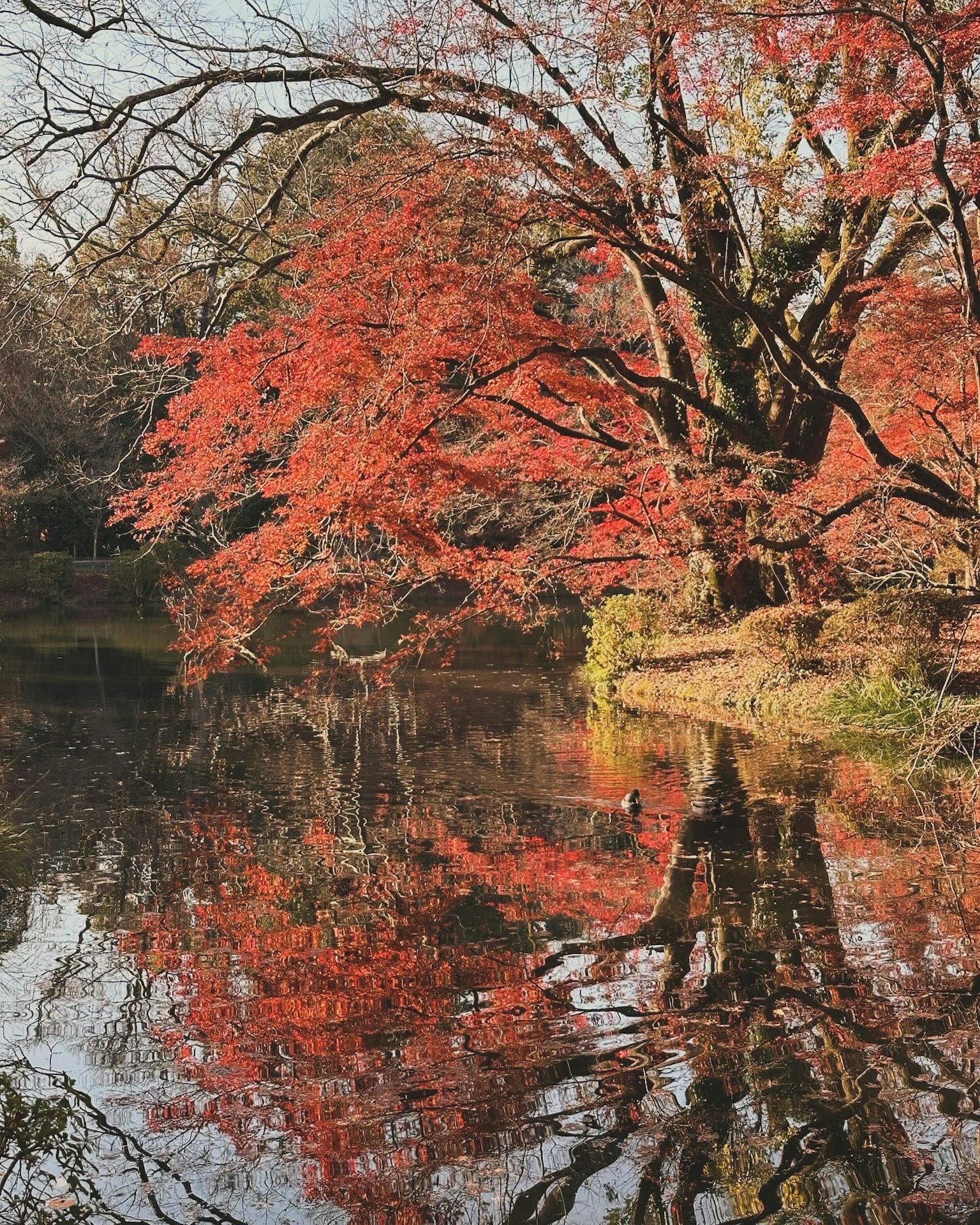 宁静的池塘中映出的红色秋叶美景