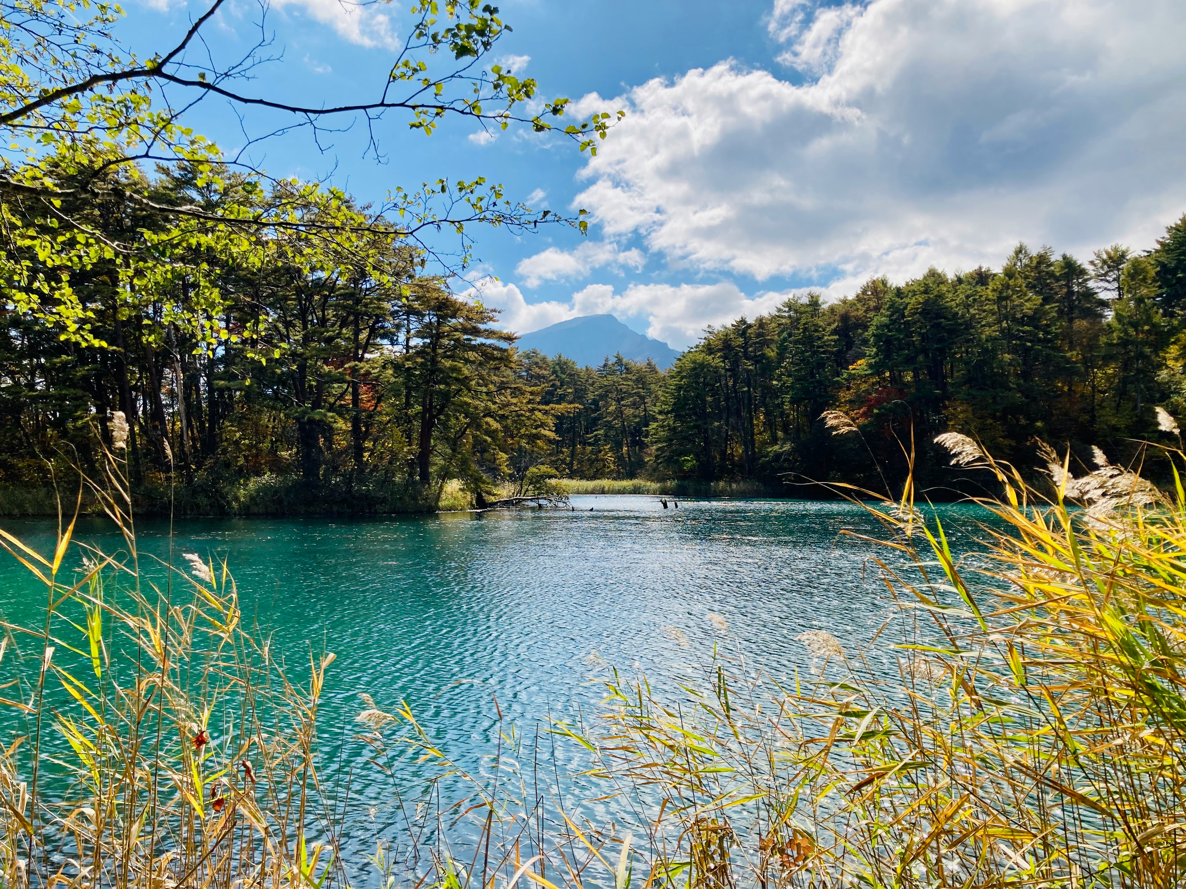 calm lakeside water with reeds, surrounding forest, and blue sky