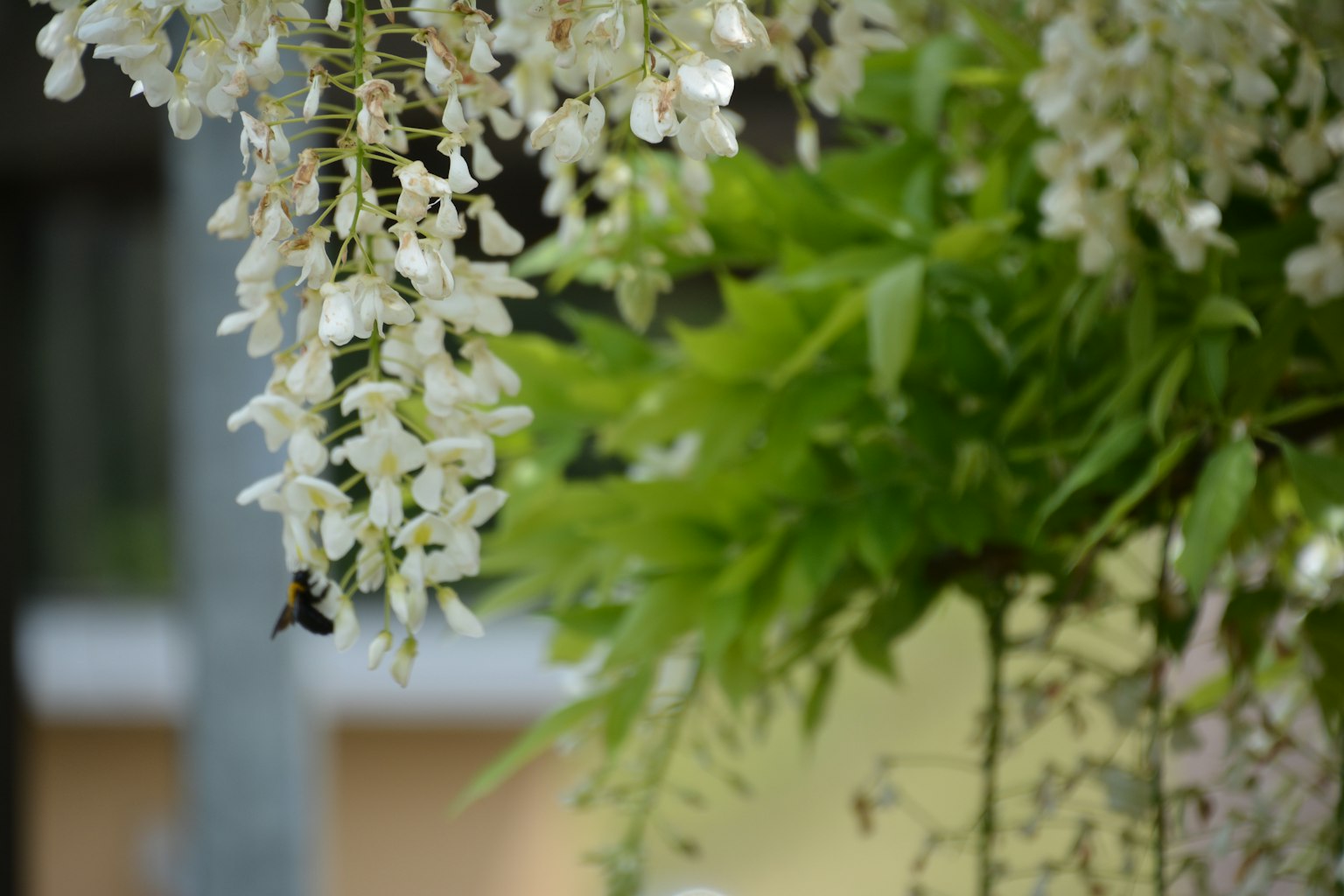 Primer plano de flores blancas en cascada con hojas verdes de fondo