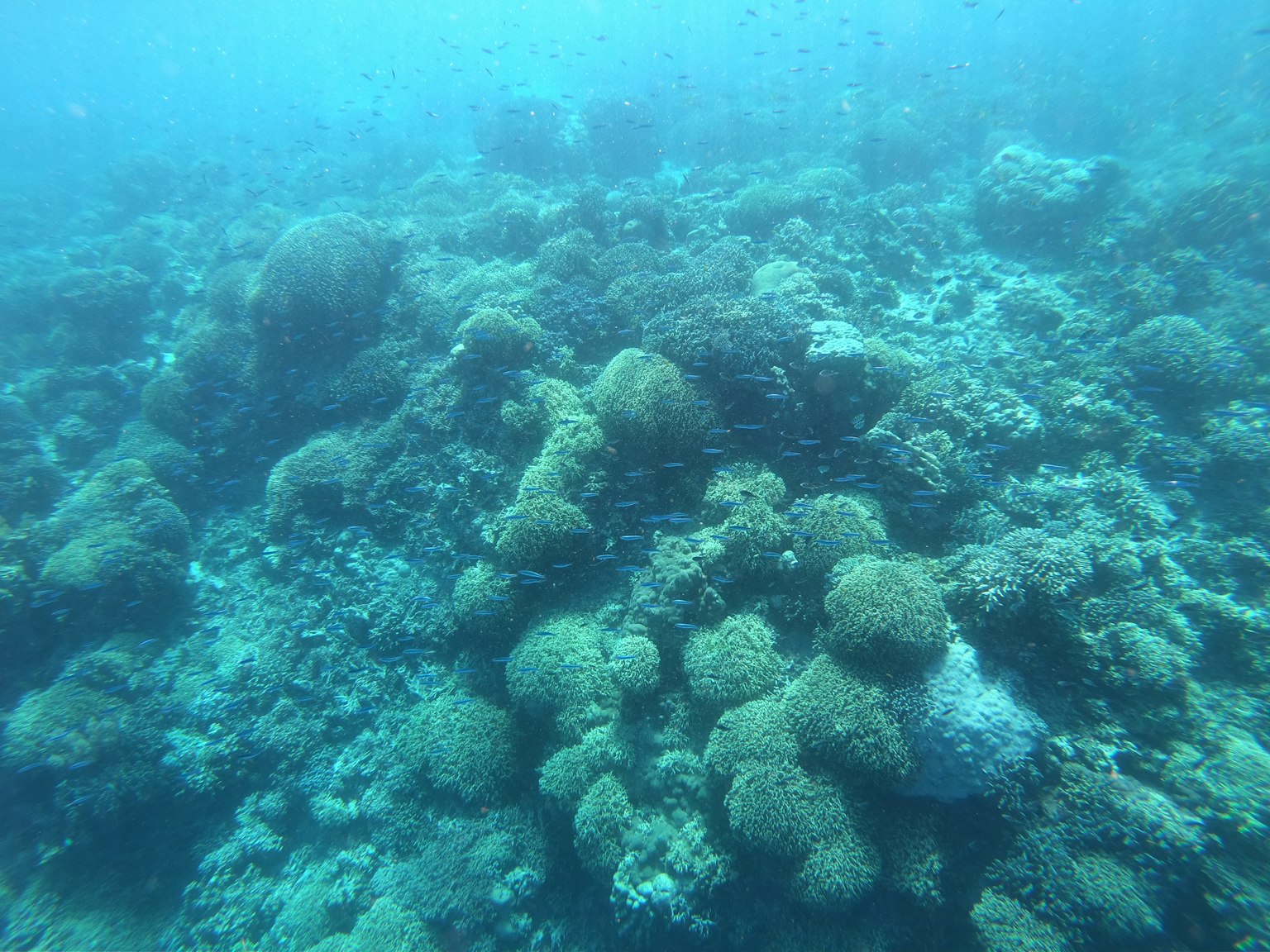 Image sous-marine montrant un groupe de récifs coralliens dans un environnement marin bleu