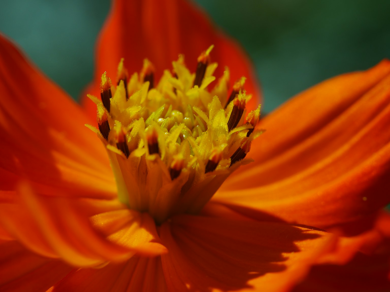 Primo piano di un fiore arancione vivace con centro giallo