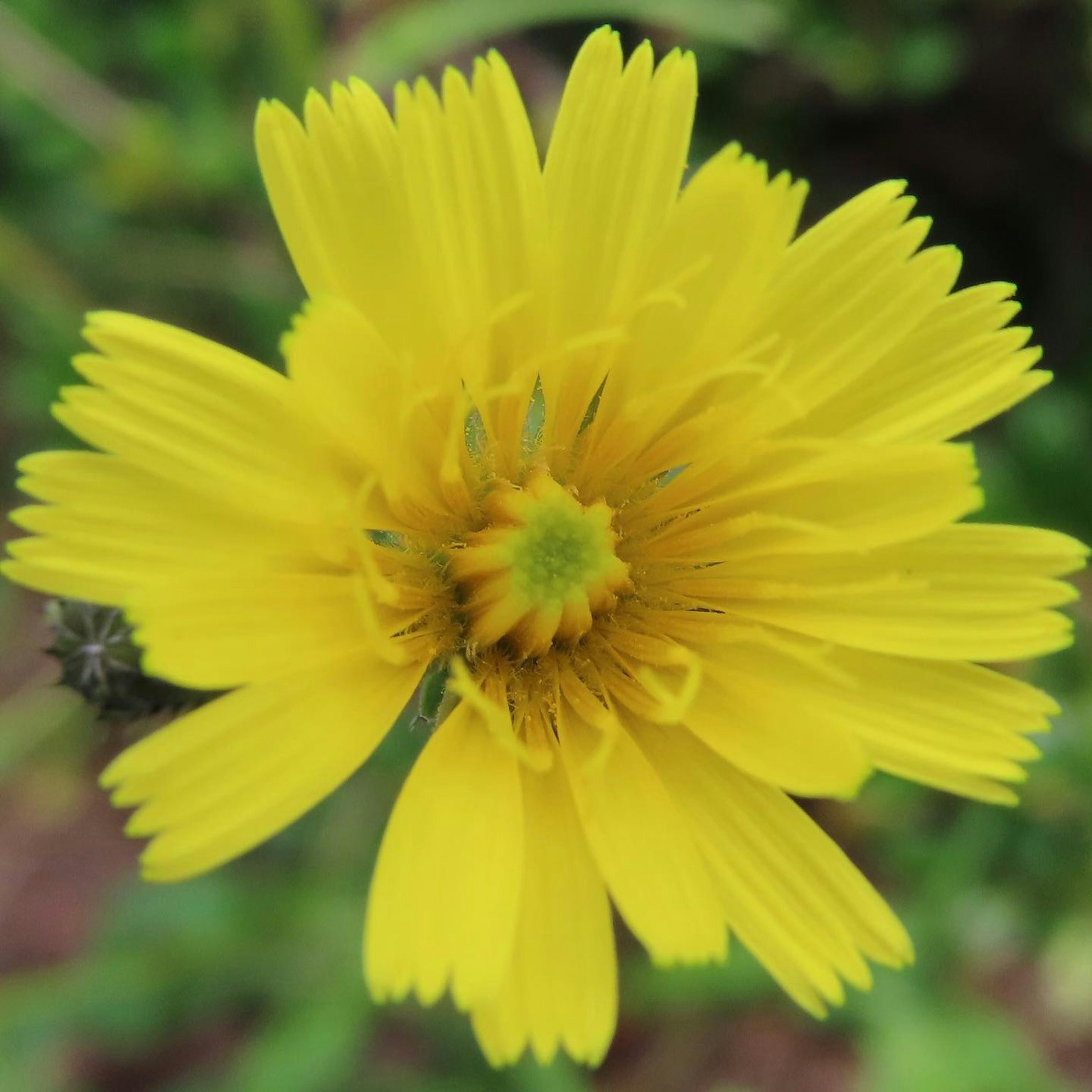 Nahaufnahme einer lebhaften gelben Blume mit grünem Hintergrund