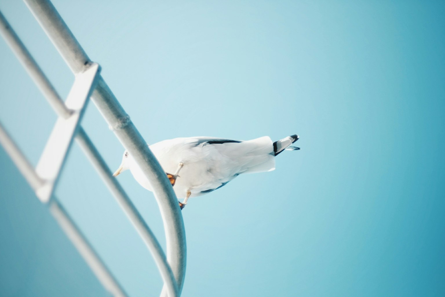 Eine Möwe sitzt auf einem Geländer vor einem blauen Hintergrund