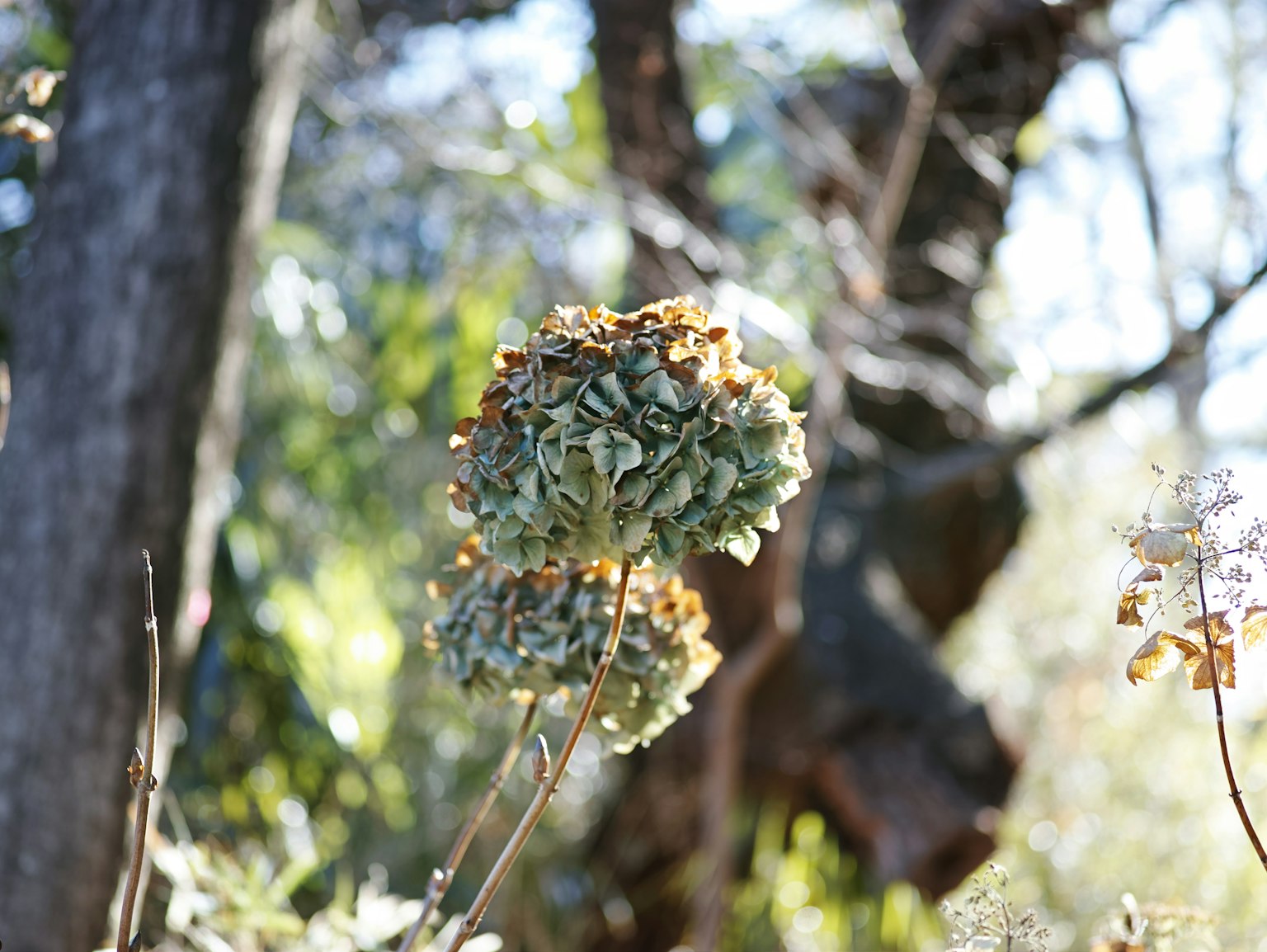 Close-up of a flower-like plant with green and brown hues against a blurred forest background