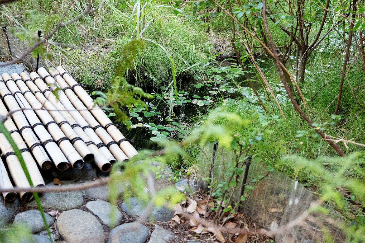 一个宁静的池塘场景，特色竹桥四周环绕着郁郁葱葱的植物，营造出宁静的自然环境