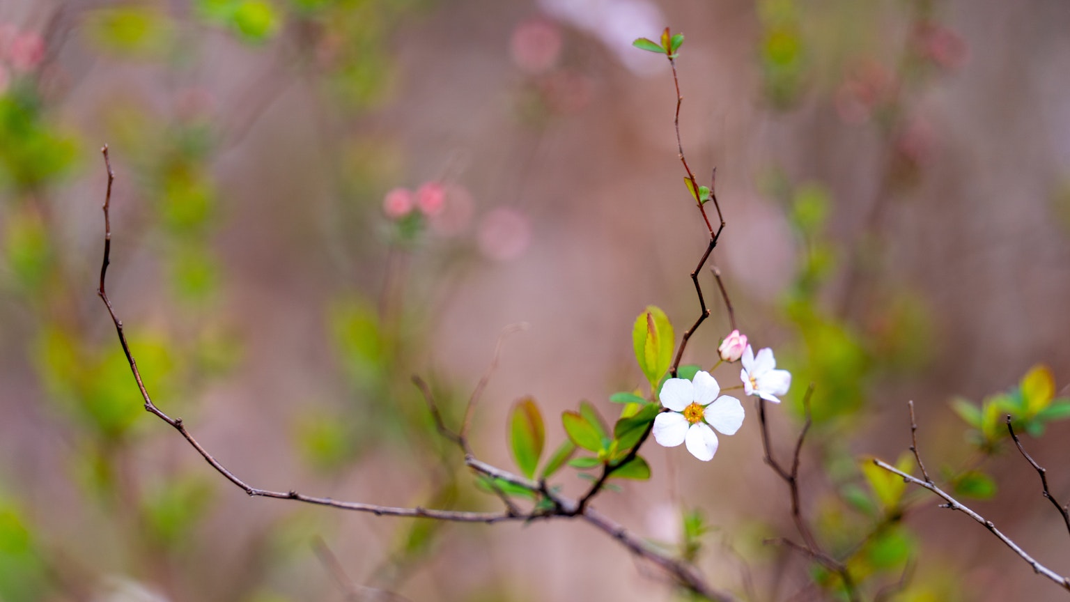 Primer plano de una rama con flores blancas y hojas verdes fondo borroso