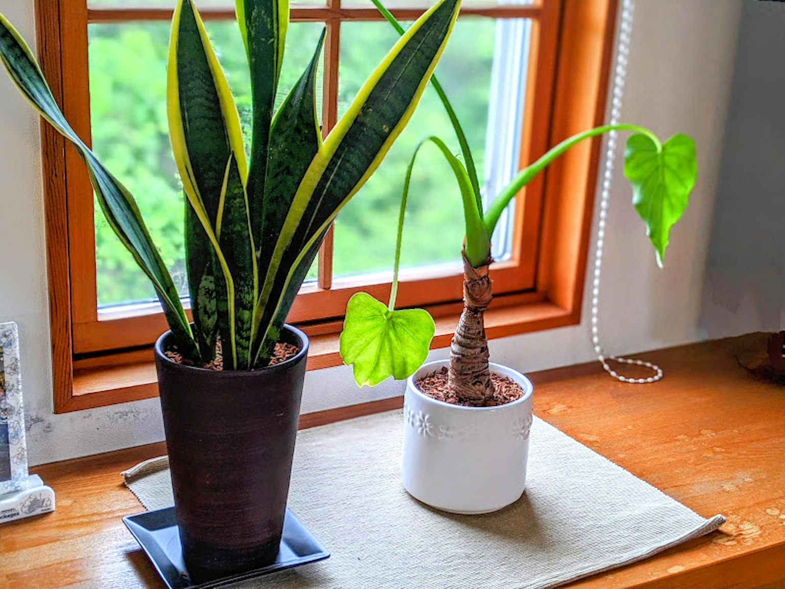 Cây cảnh trong nhà bên cửa sổ với cây lưỡi hổ và monstera có lá đặc trưng