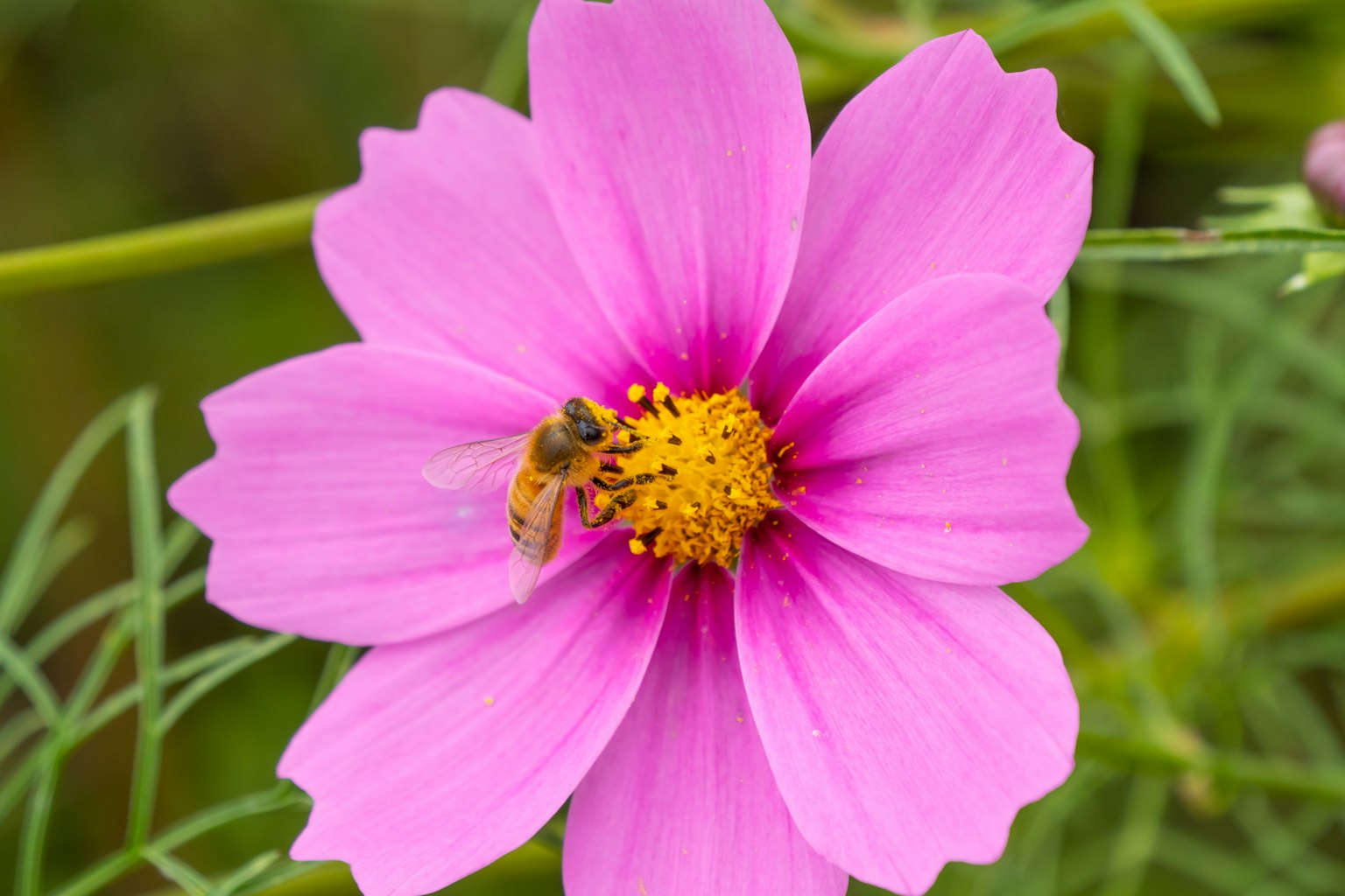 Bee collecting nectar from a pink cosmos flower