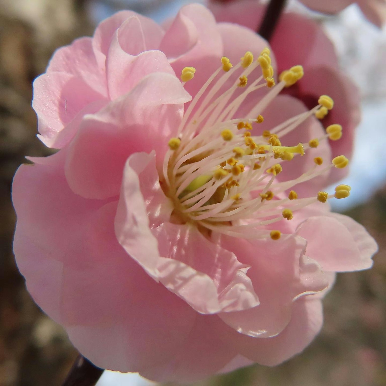 Fiore di pruno delicato con petali rosa e stami gialli